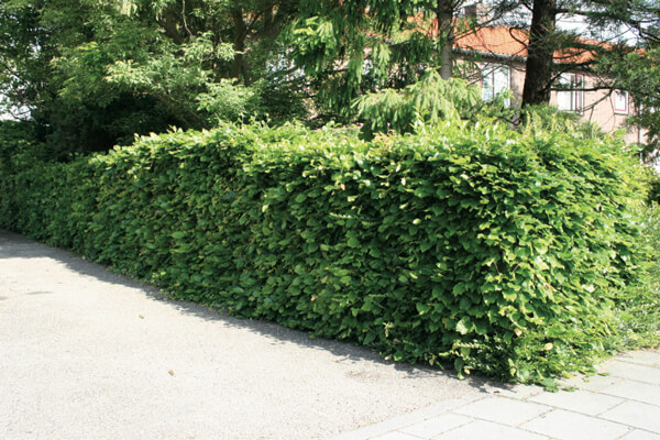 beukenhaag-groen-fagus.jpg