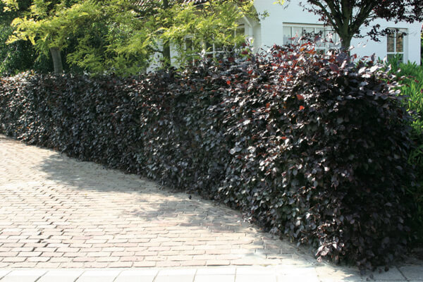 beukenhaag-rood-fagus.jpg