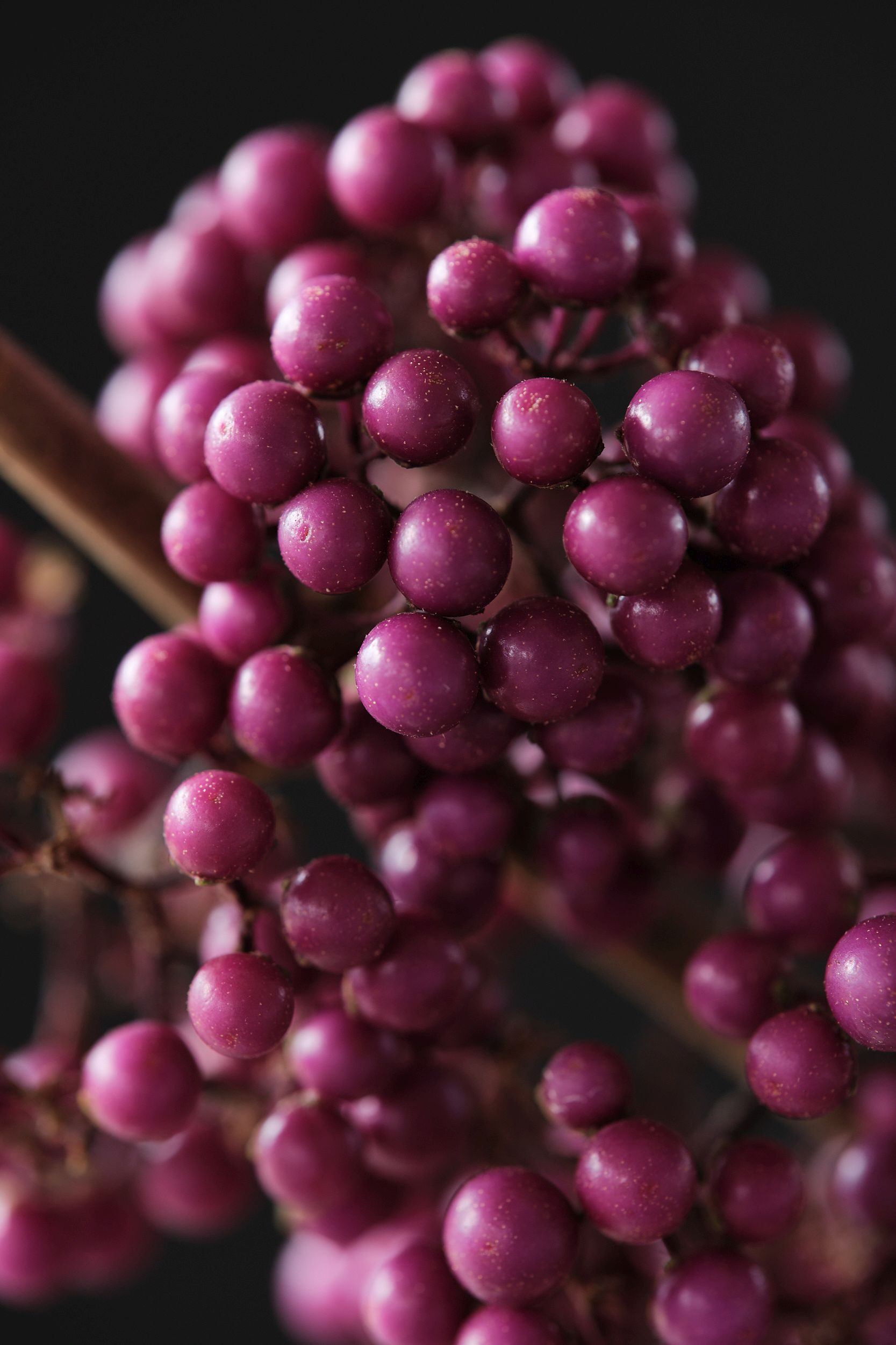 callicarpa_bod._magical_deep_purple_-_m_detail.jpg