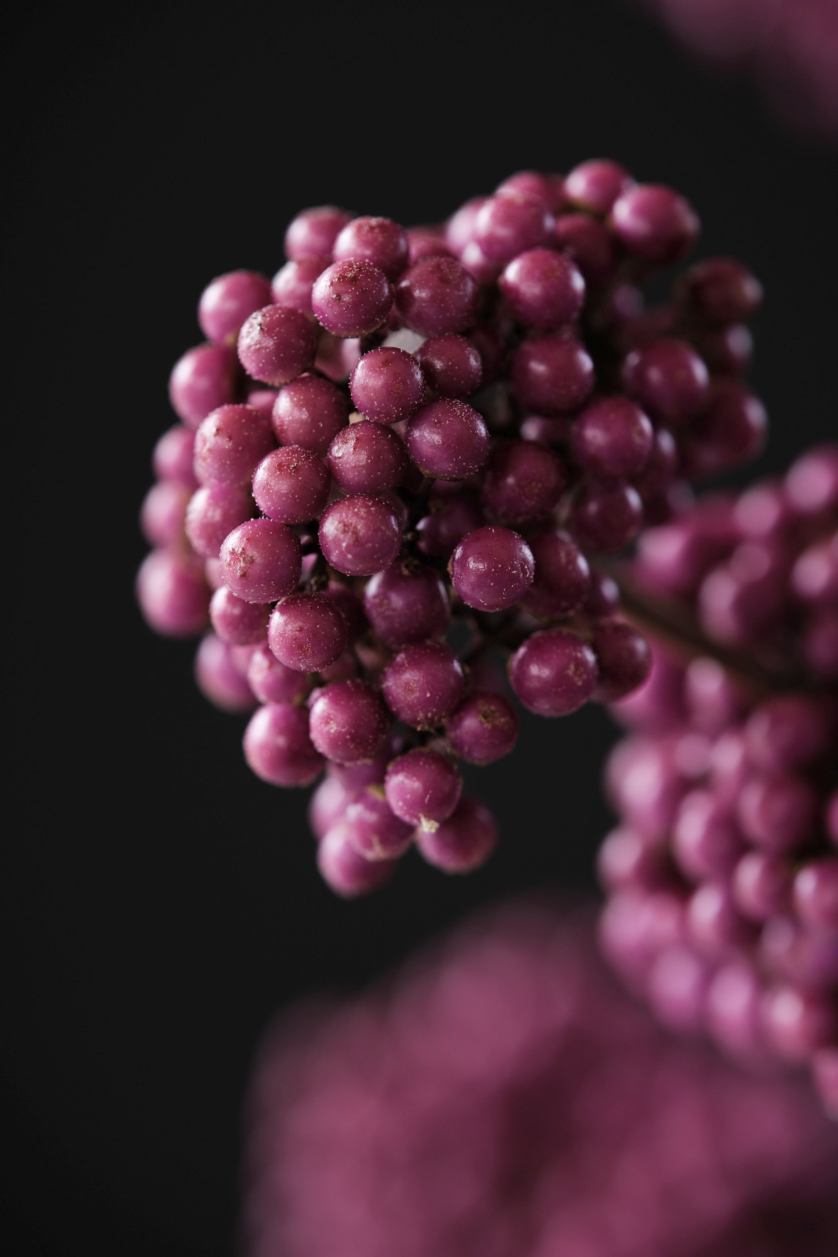 callicarpa_bod._magical_purple_giant_-_m_detail.jpg