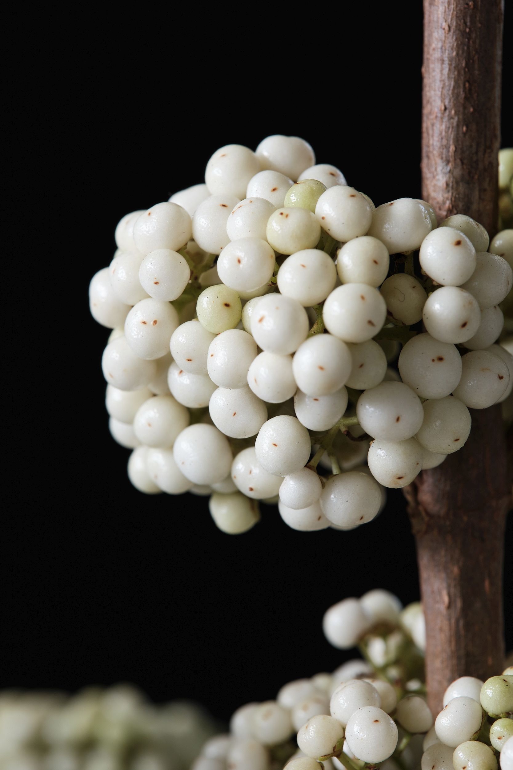 callicarpa_bod._magical_snowqueen_-_m_detail.jpg