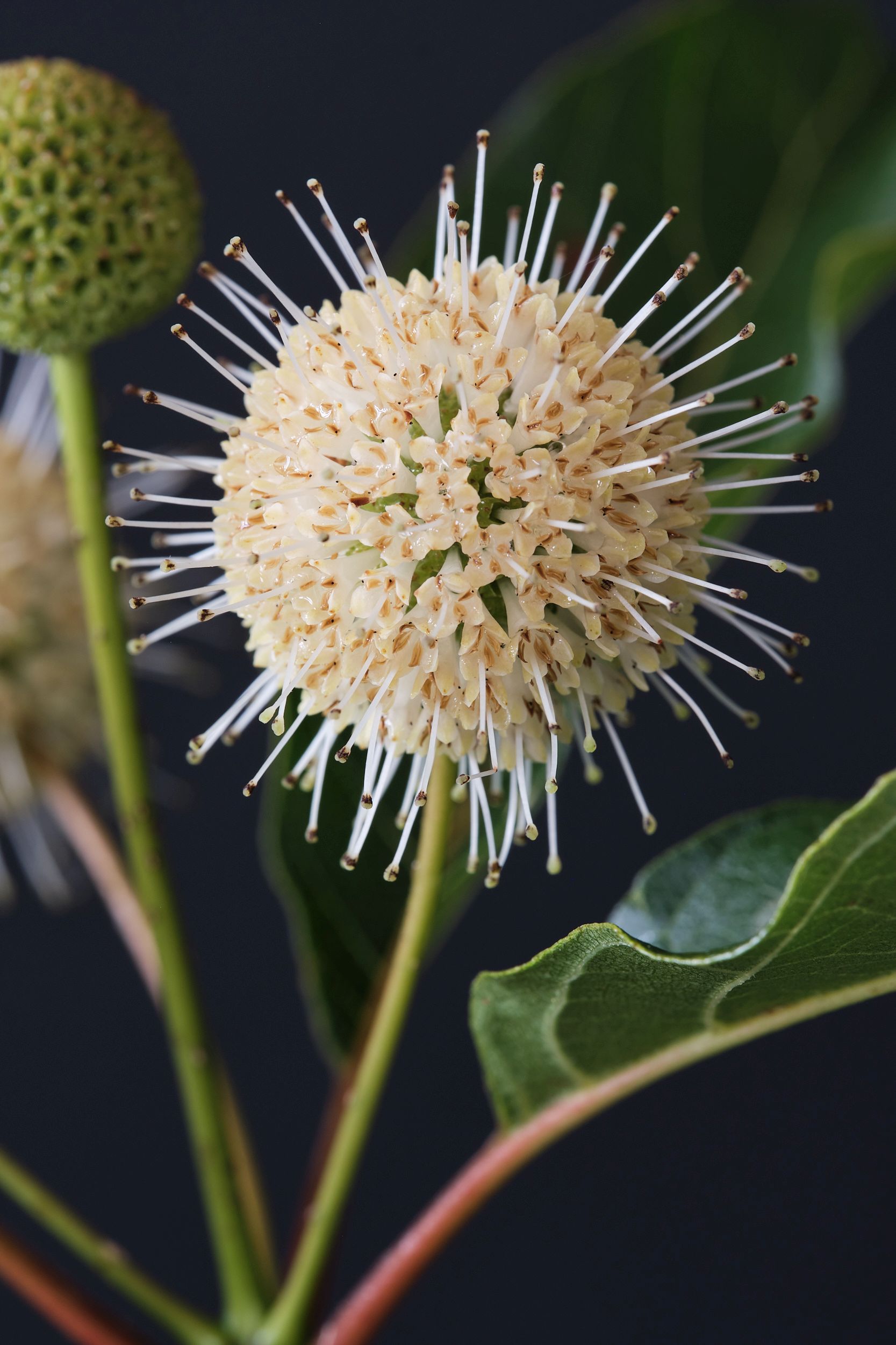 cephalanthus_occ._magical_moonlight_-_m_detail.jpg