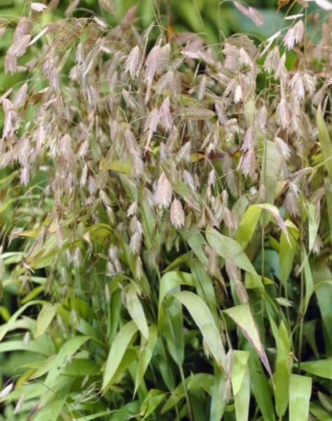 chasmanthium-latifolium.jpg
