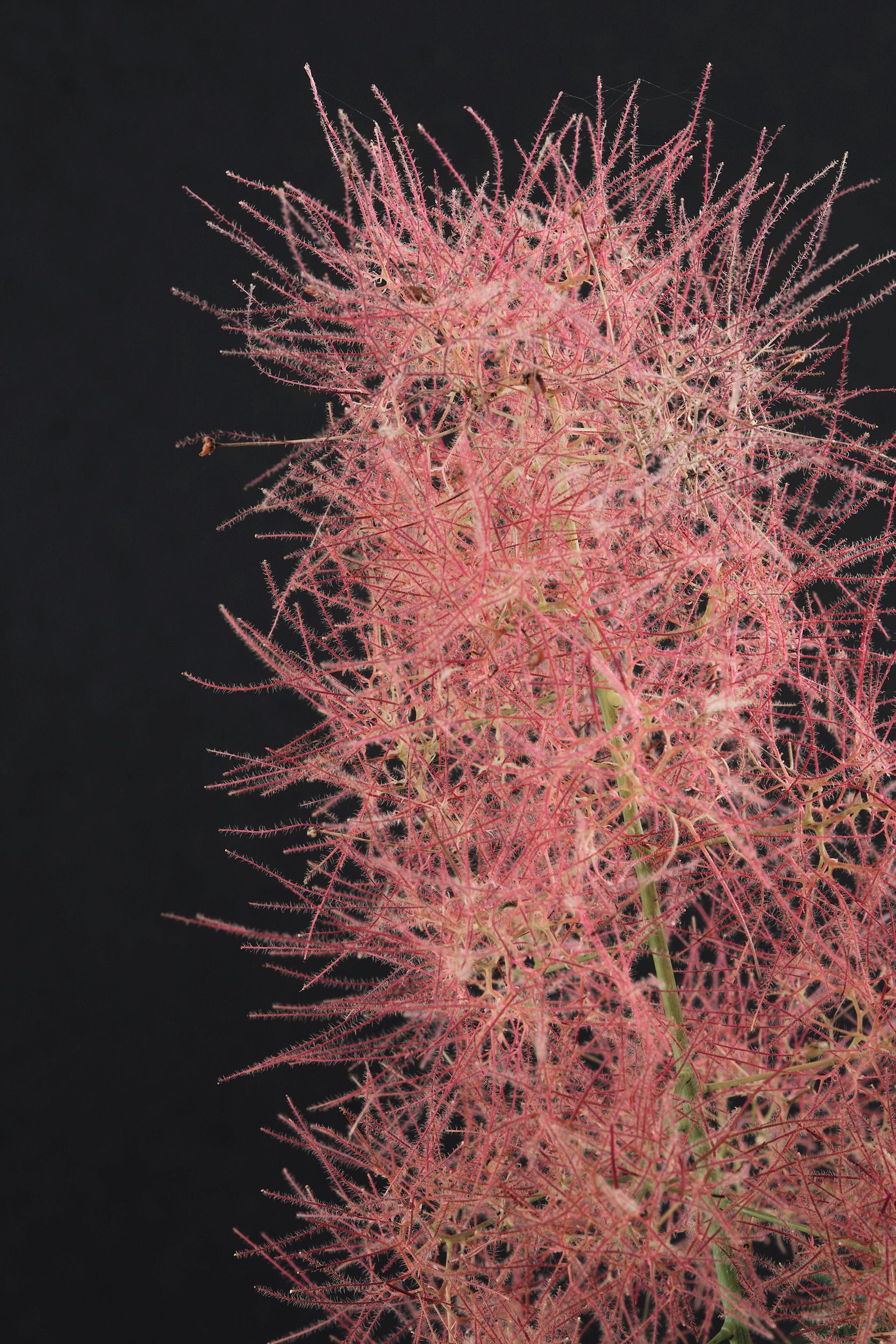 cotinus_cog._magical_green_fountain_-_m_detail.jpg