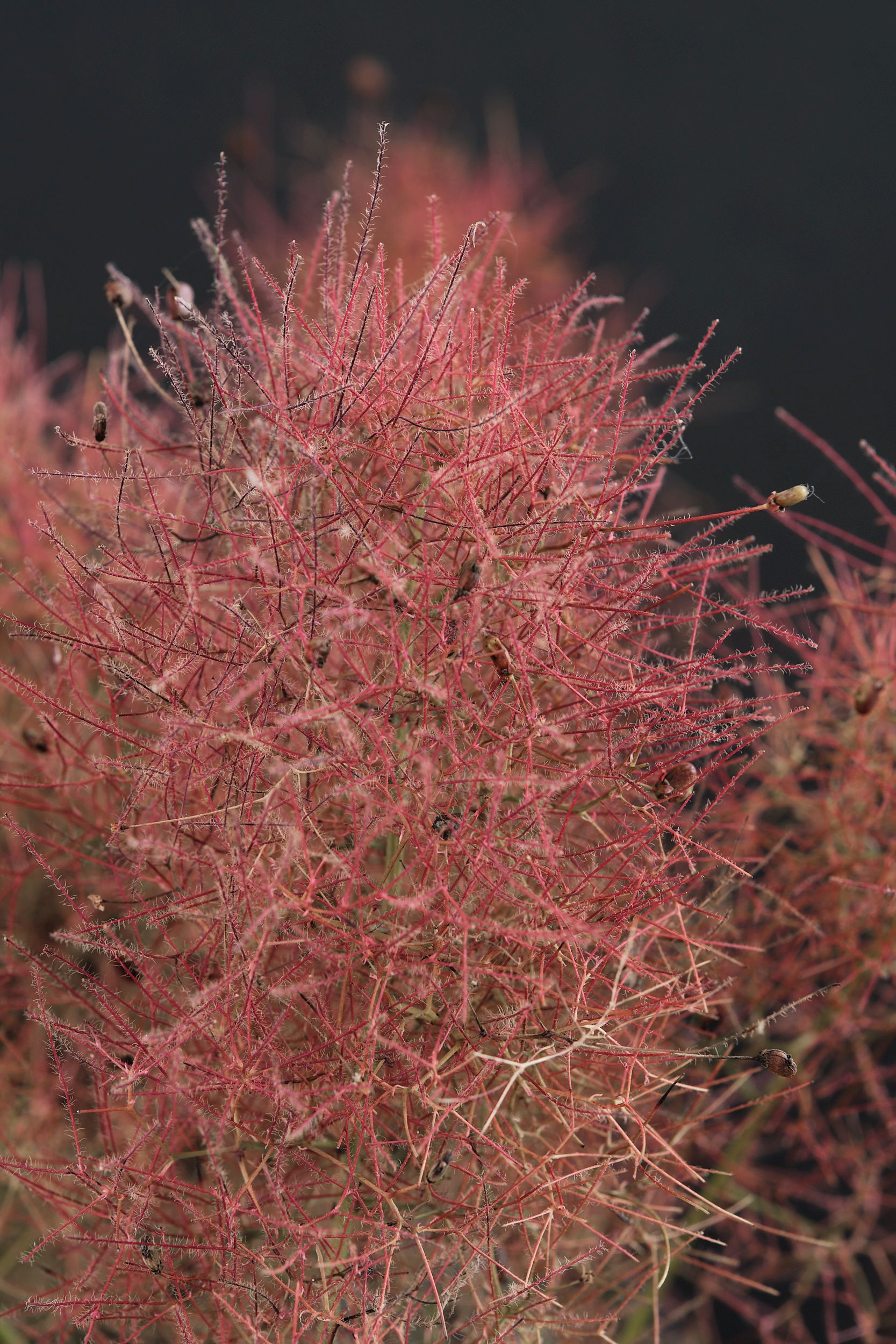 cotinus_cog._magical_red_fountain_-_m_detail.jpg