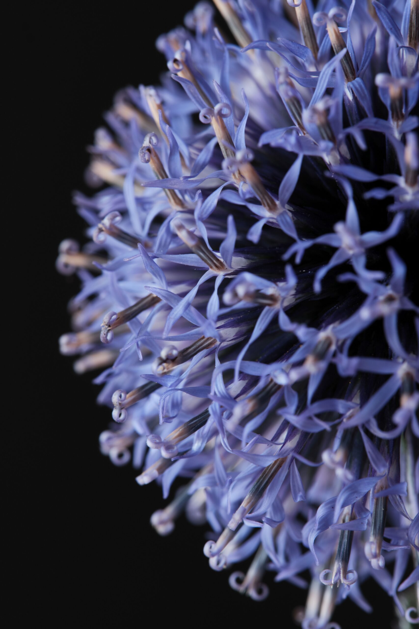 echinops_ritro_veitch_blue_-_l_detail.jpg