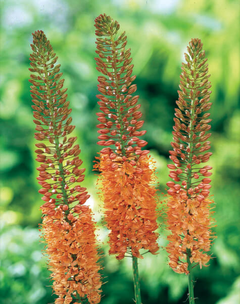 eremurus-cleopatra.jpg