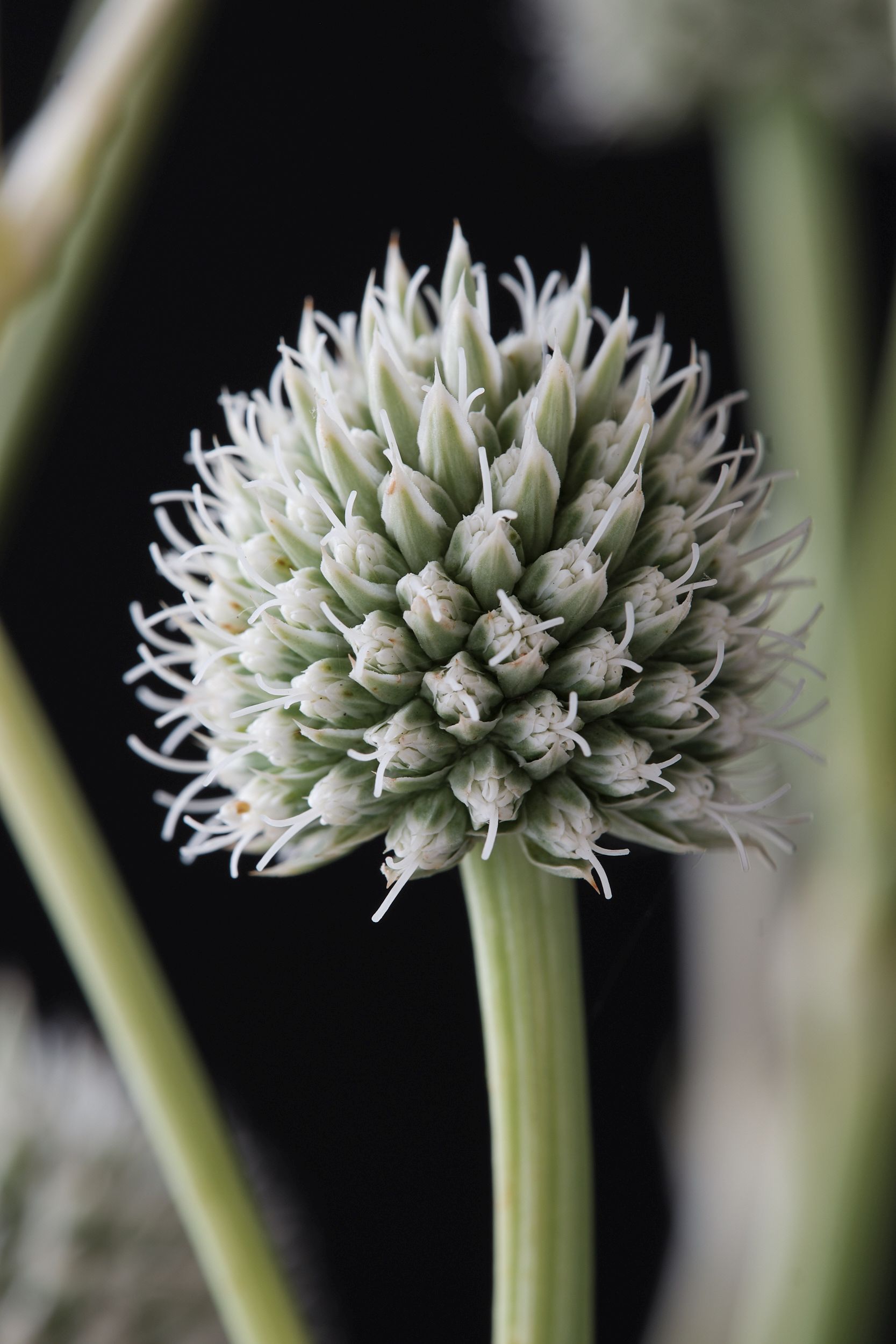 eryngium_yucc._magical_green_dwarf_-_m_detail.jpg