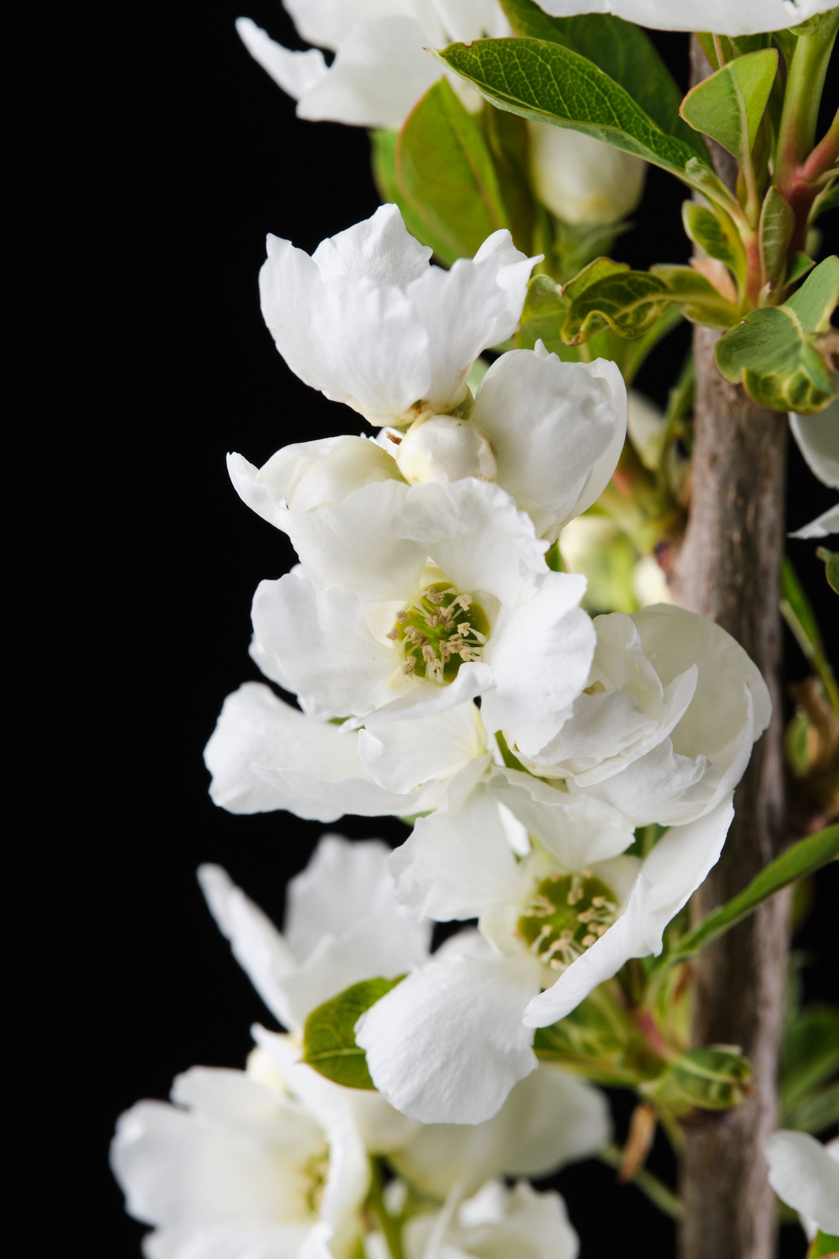 exochorda_magical_springtime_-_m_detail.jpeg