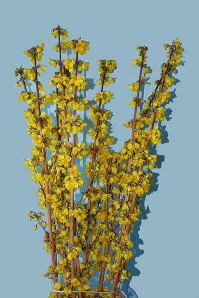 forsythia-golden-fantasy.jpg