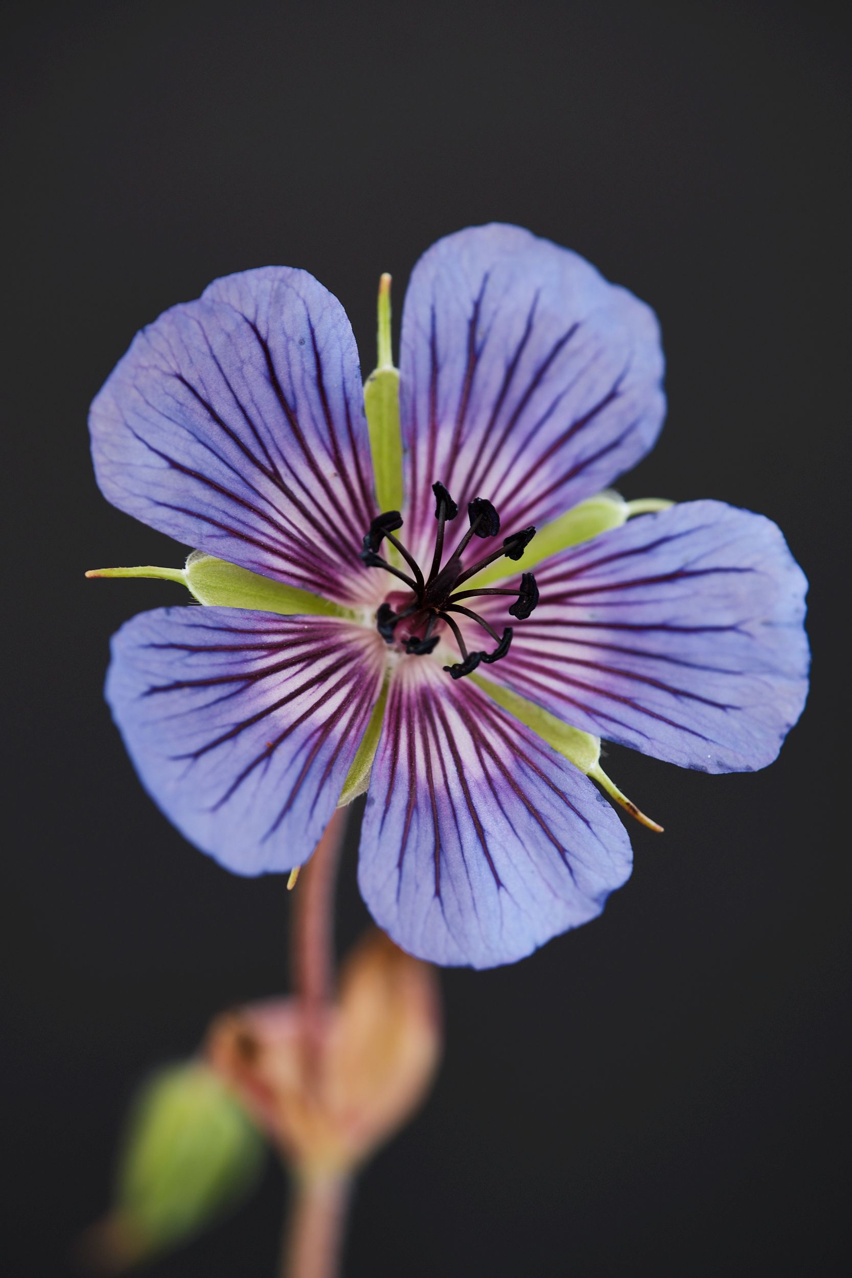 geranium_w._magical_pleasure_-_m_detail.jpg