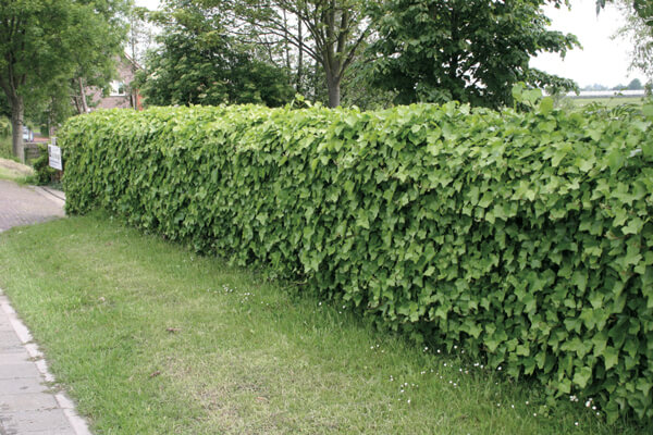 hedera-haag-hedera.jpg