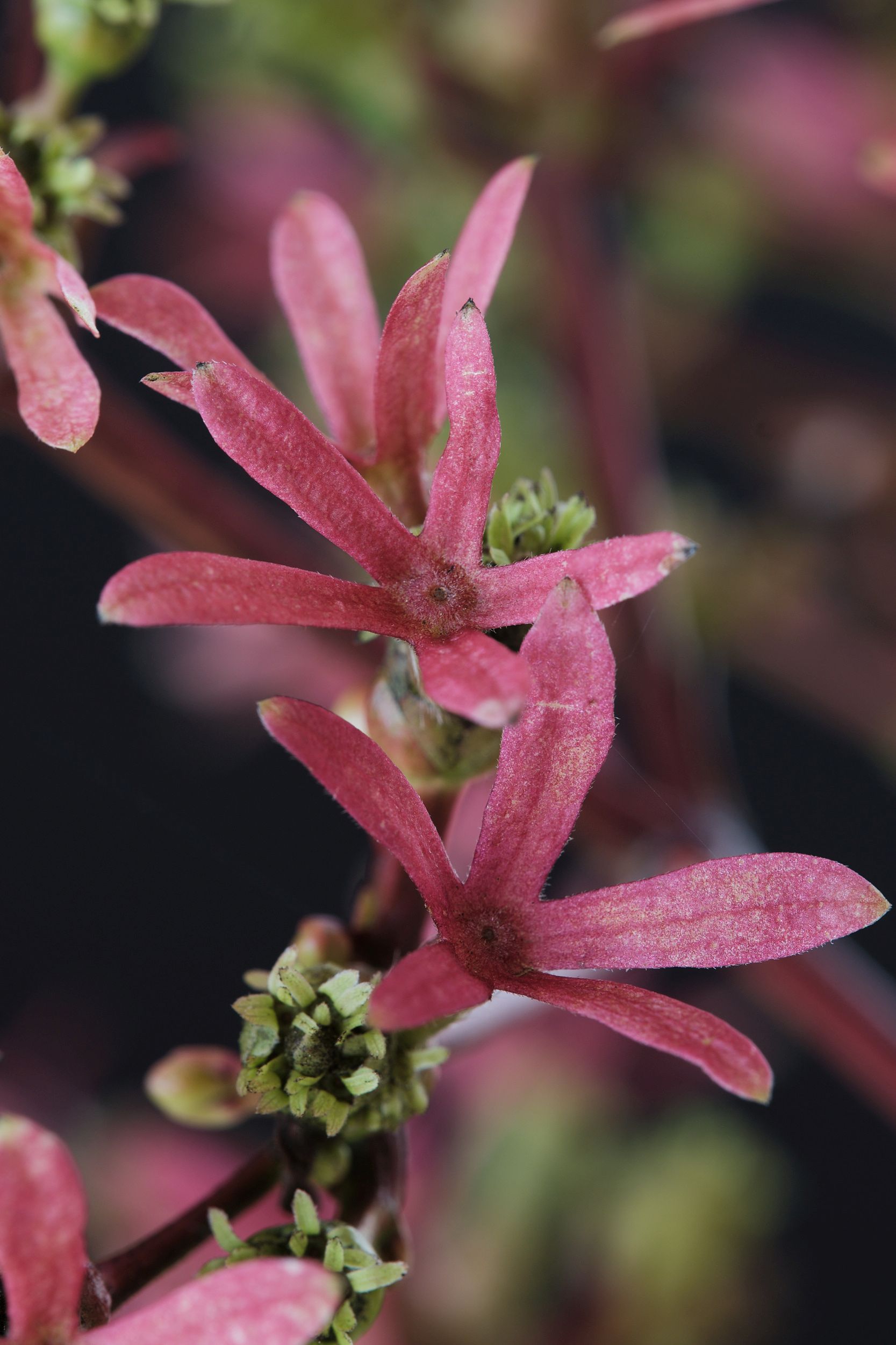 heptacodium_mic._magical_autumn_fire_-_m_detail.jpg