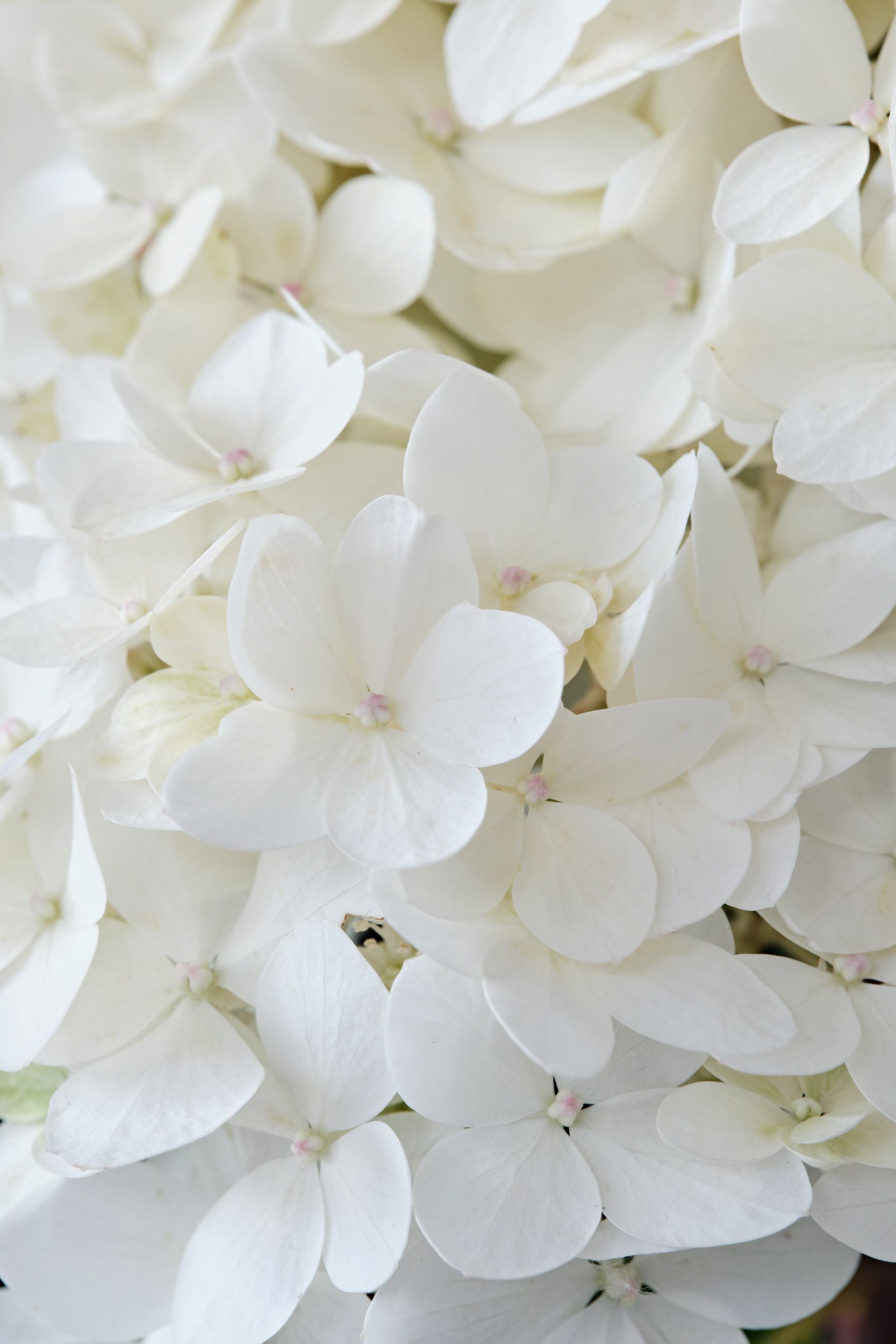 hydrangea_pan._magical_andes_-_m_detail_1.jpeg