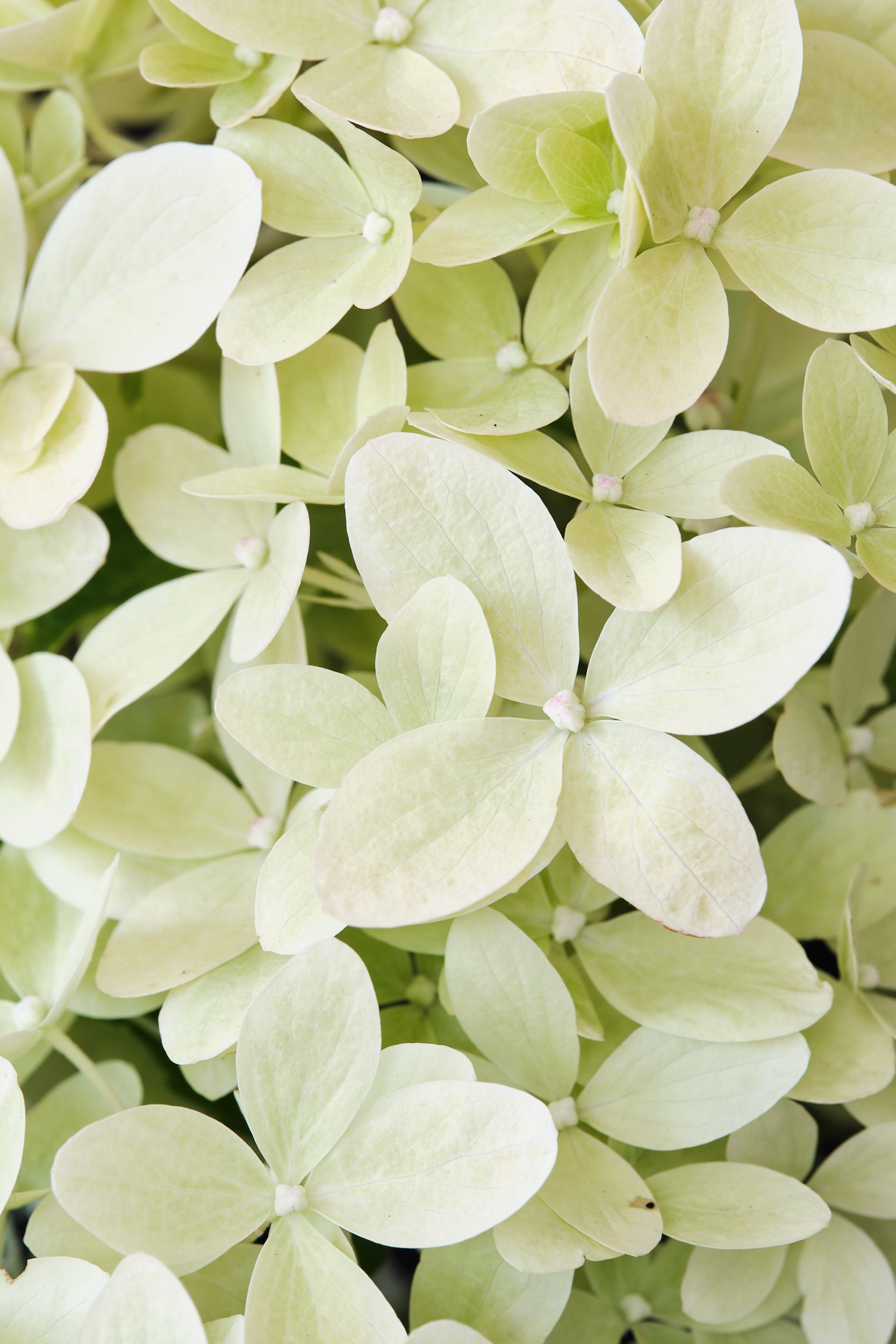 hydrangea_pan._magical_lime_sparkle_-_m_detail.jpg