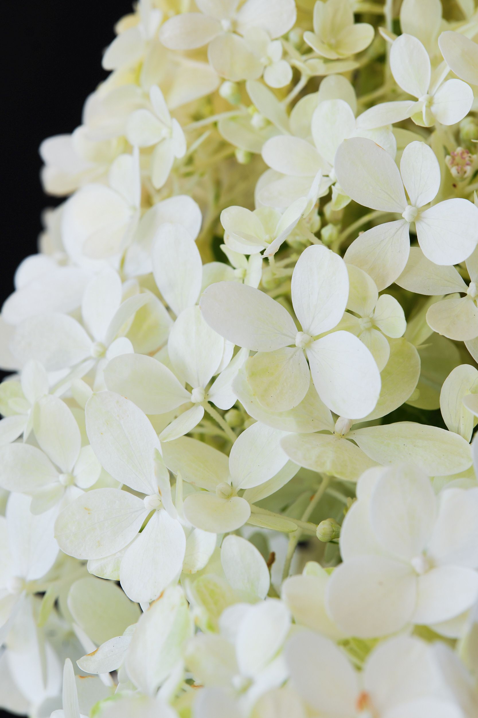 hydrangea_pan._magical_matterhorn_-_m_detail.jpg