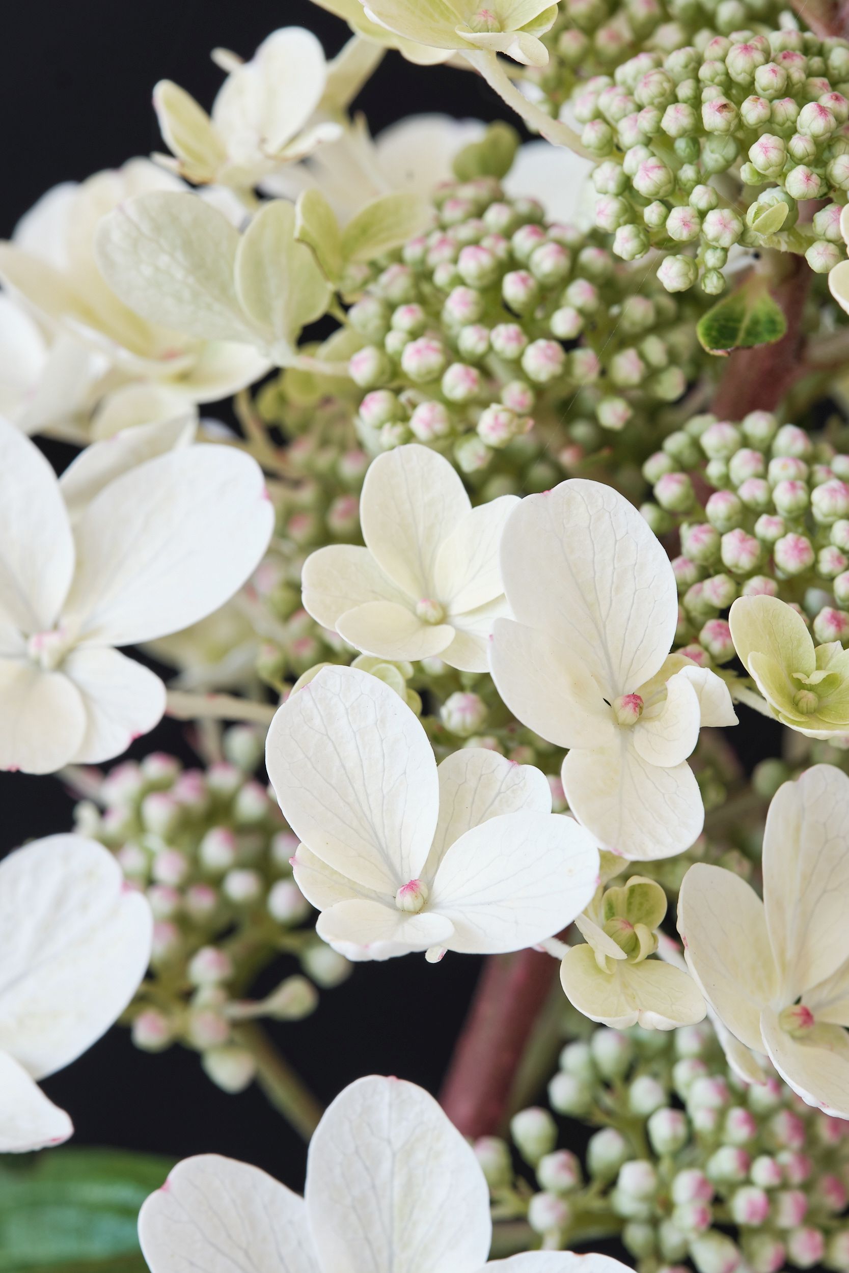 hydrangea_pan._magical_vesuvio_-_m_detail.jpg