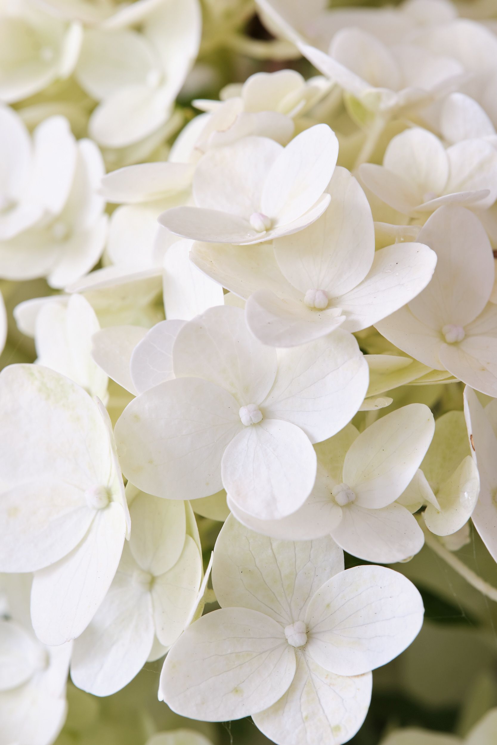 hydrangea_pan_magical_kilimanjaro_-_m_detail.jpg