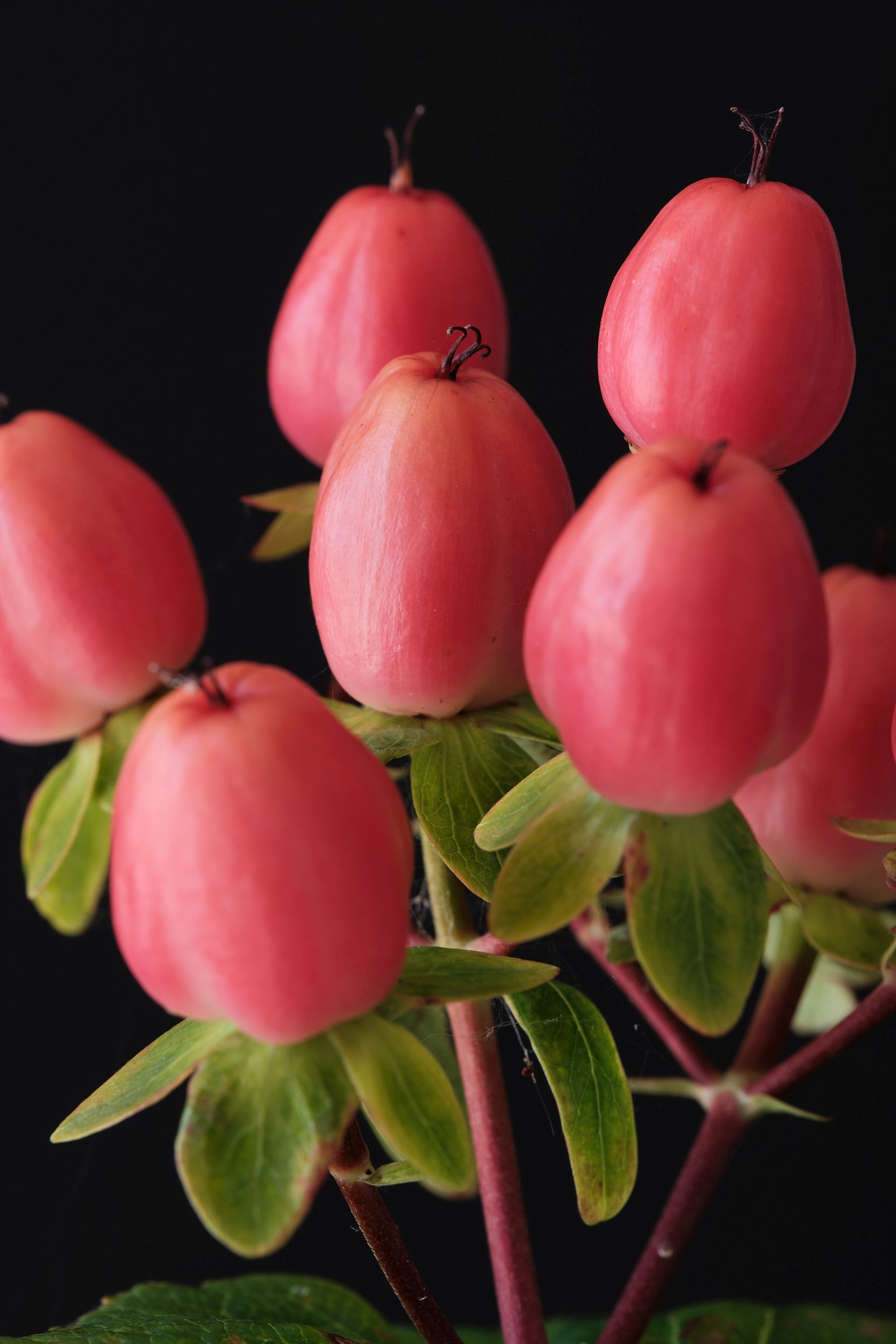hypericum_in._magical_majestic_pink_-_m_detail.jpg