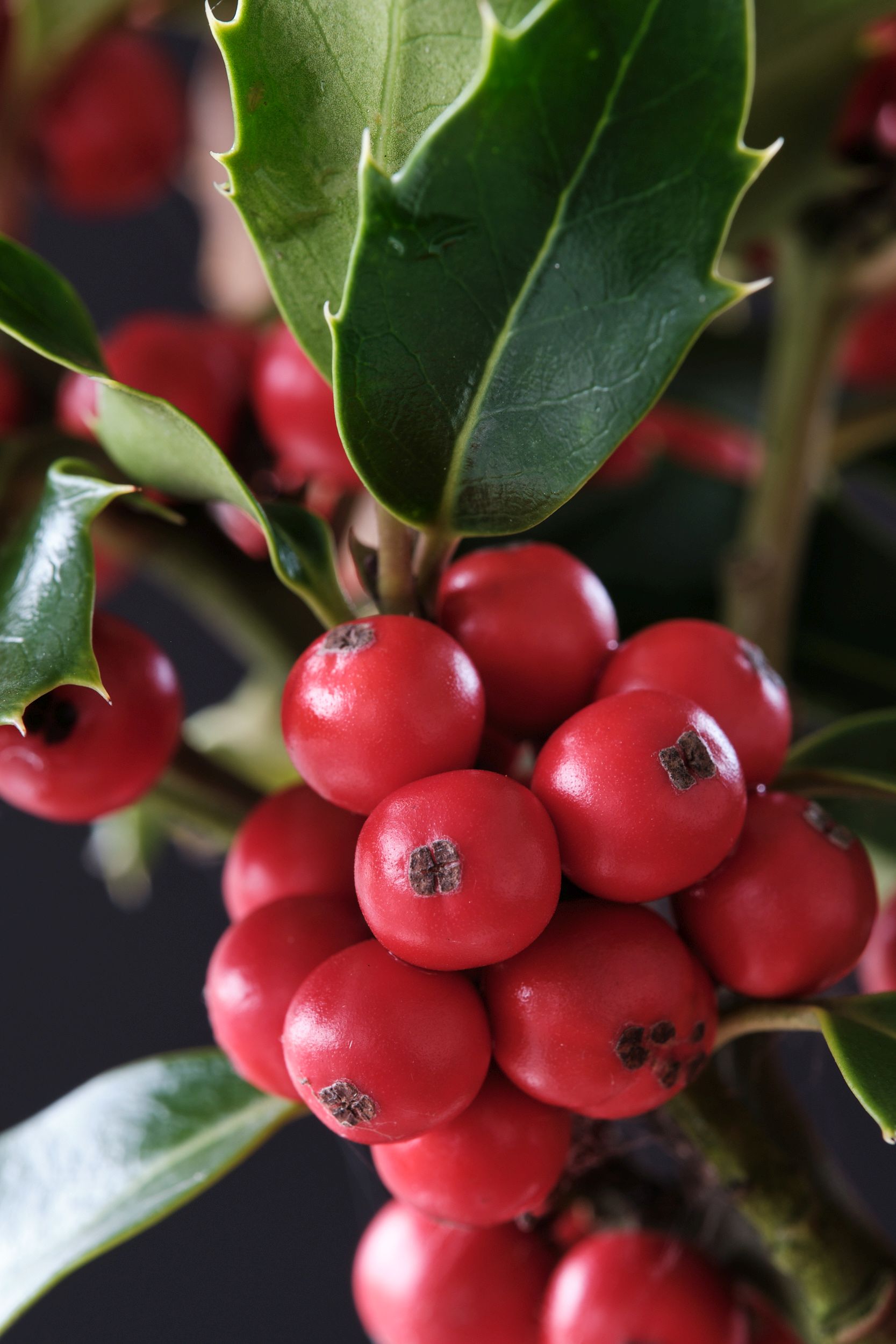 ilex_mes._magical_amore_rosso_-_m_detail.jpg
