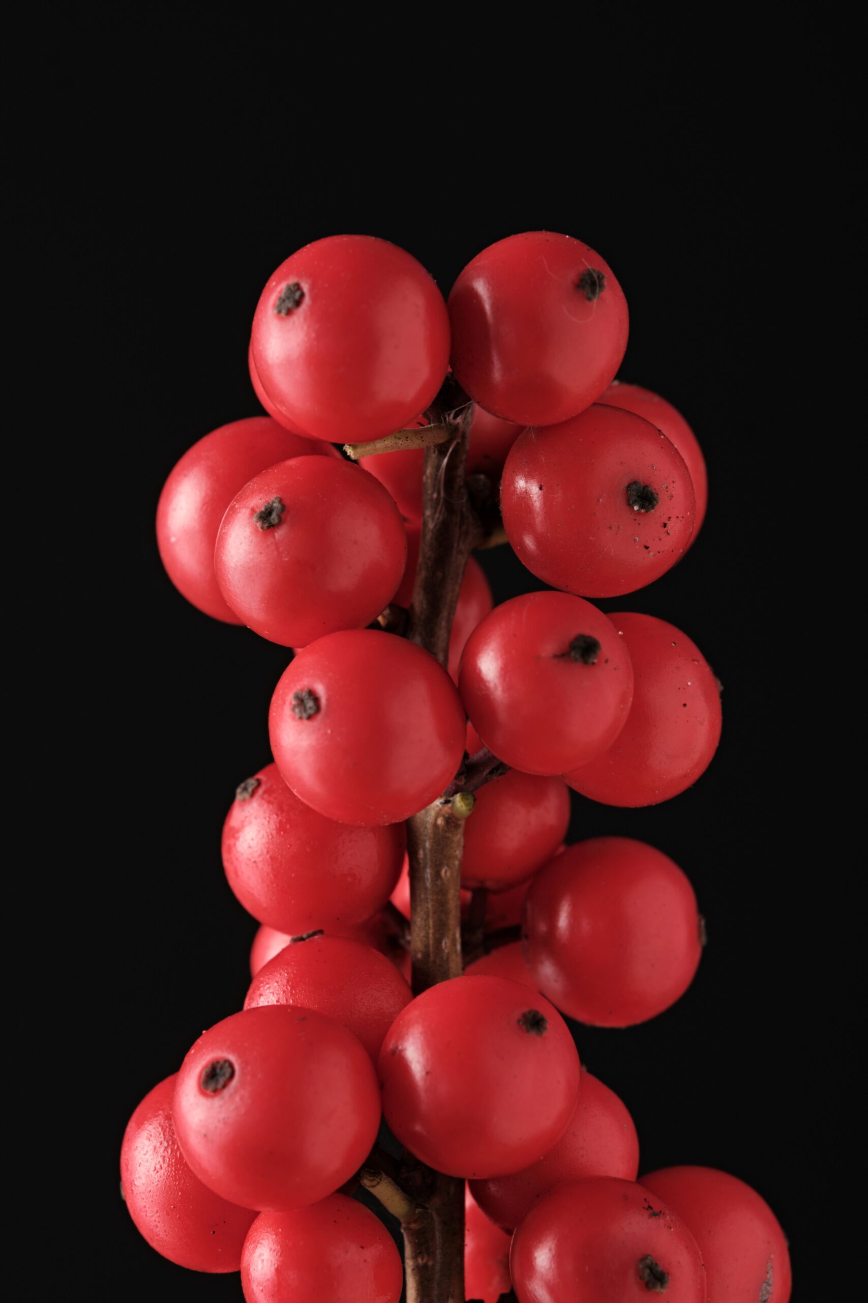 ilex_vert._magical_winter_jewel_-_l_detail.jpg