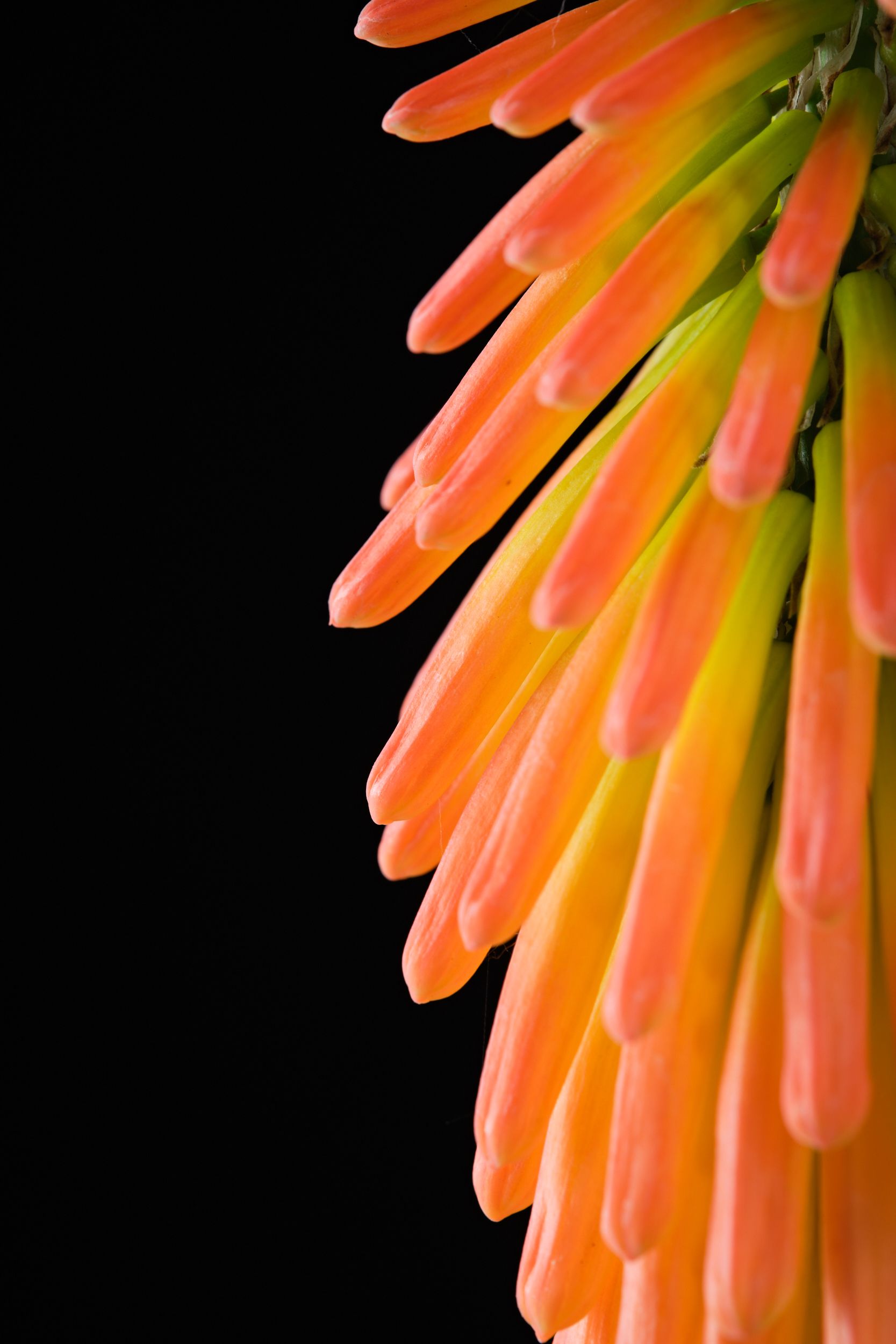 kniphofia_magical_happy_halloween_-_m_detail.jpeg