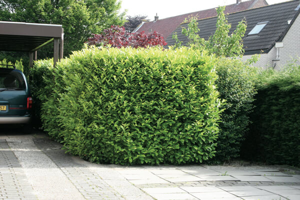 laurier-haag-prunus-laurocerasus.jpg