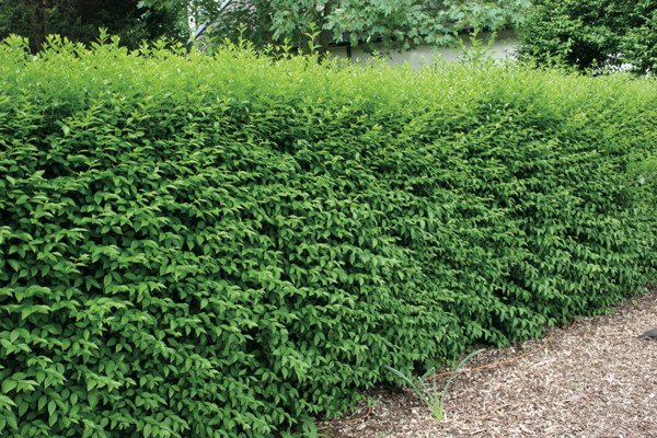 liguster-haag-ligustrum.jpg