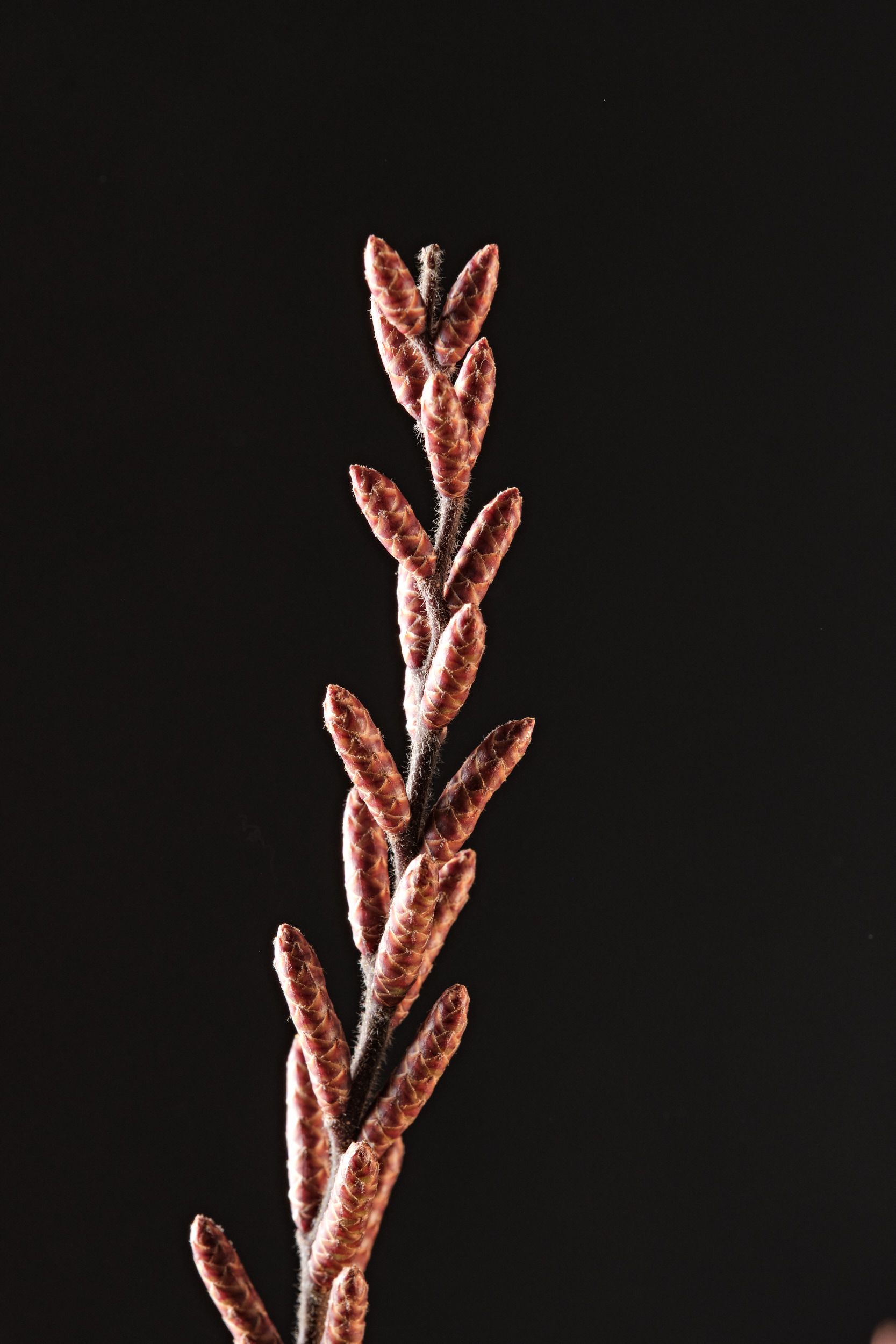 myrica_gale_-_m_detail.jpeg