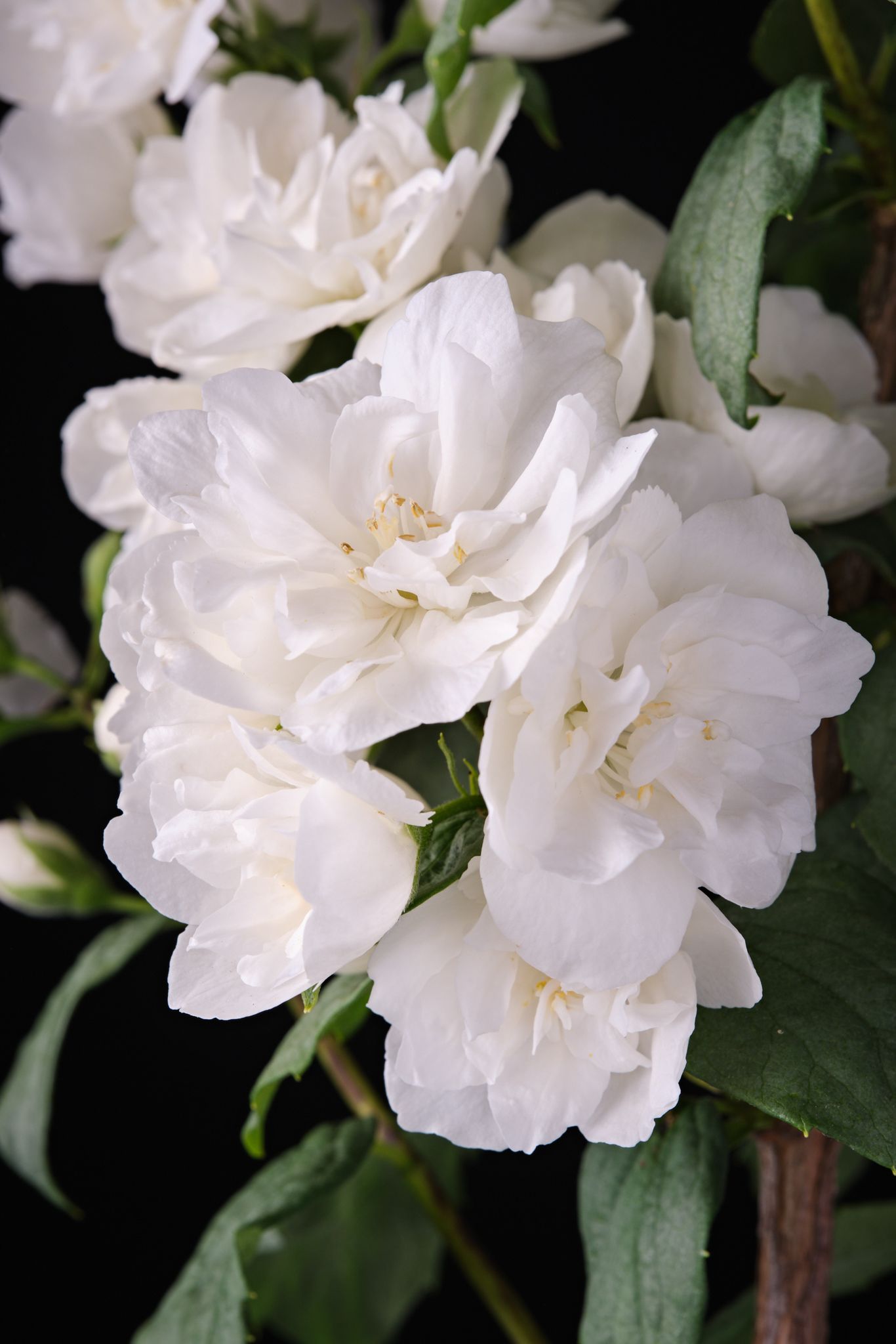 philadelphus_snowwhite_fantasy_-_m_detail.jpeg