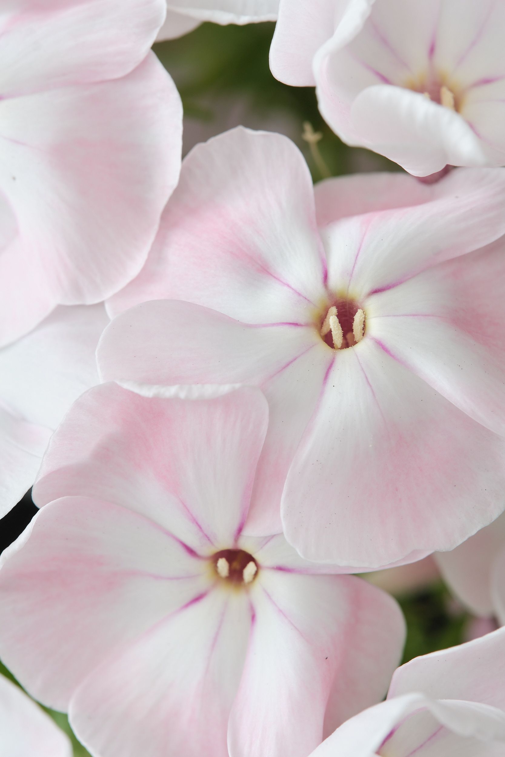 phlox_pan._magical_pink_tendernesz_-_m_detail.jpg