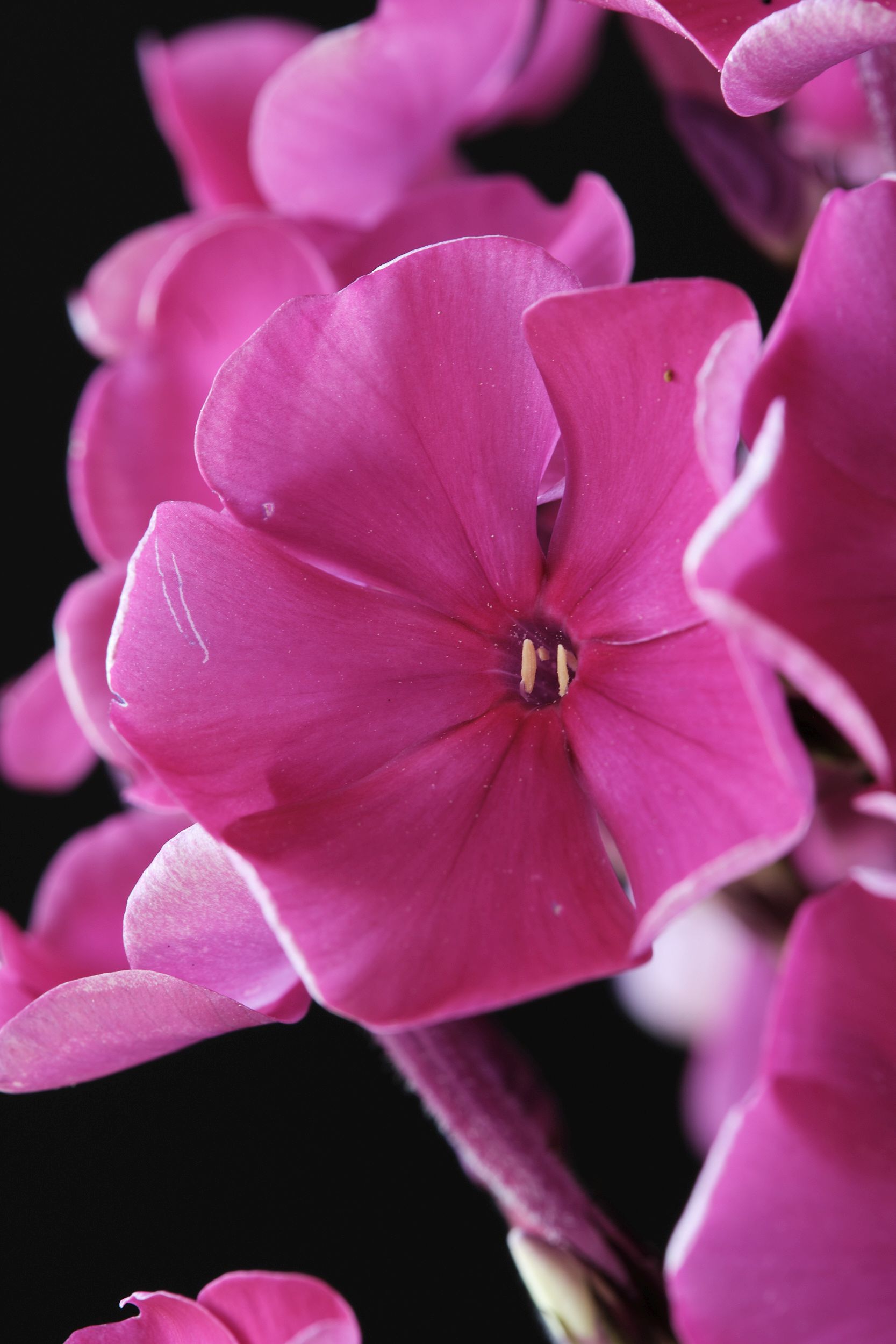 phlox_pan._magical_purple_illusionz_-_m_detail.jpg