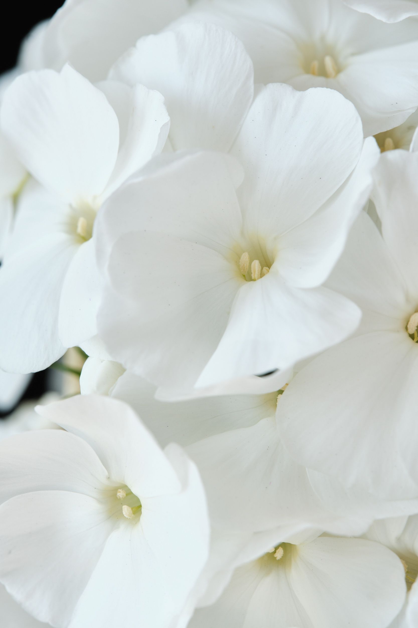 phlox_pan._magical_snowdropz_-_m_detail.jpg