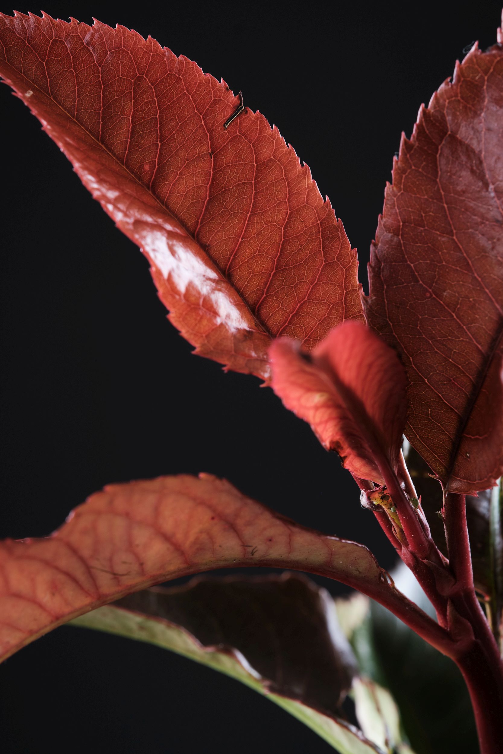 photinia_hyb._magical_vulcano_-_m_detail.jpg