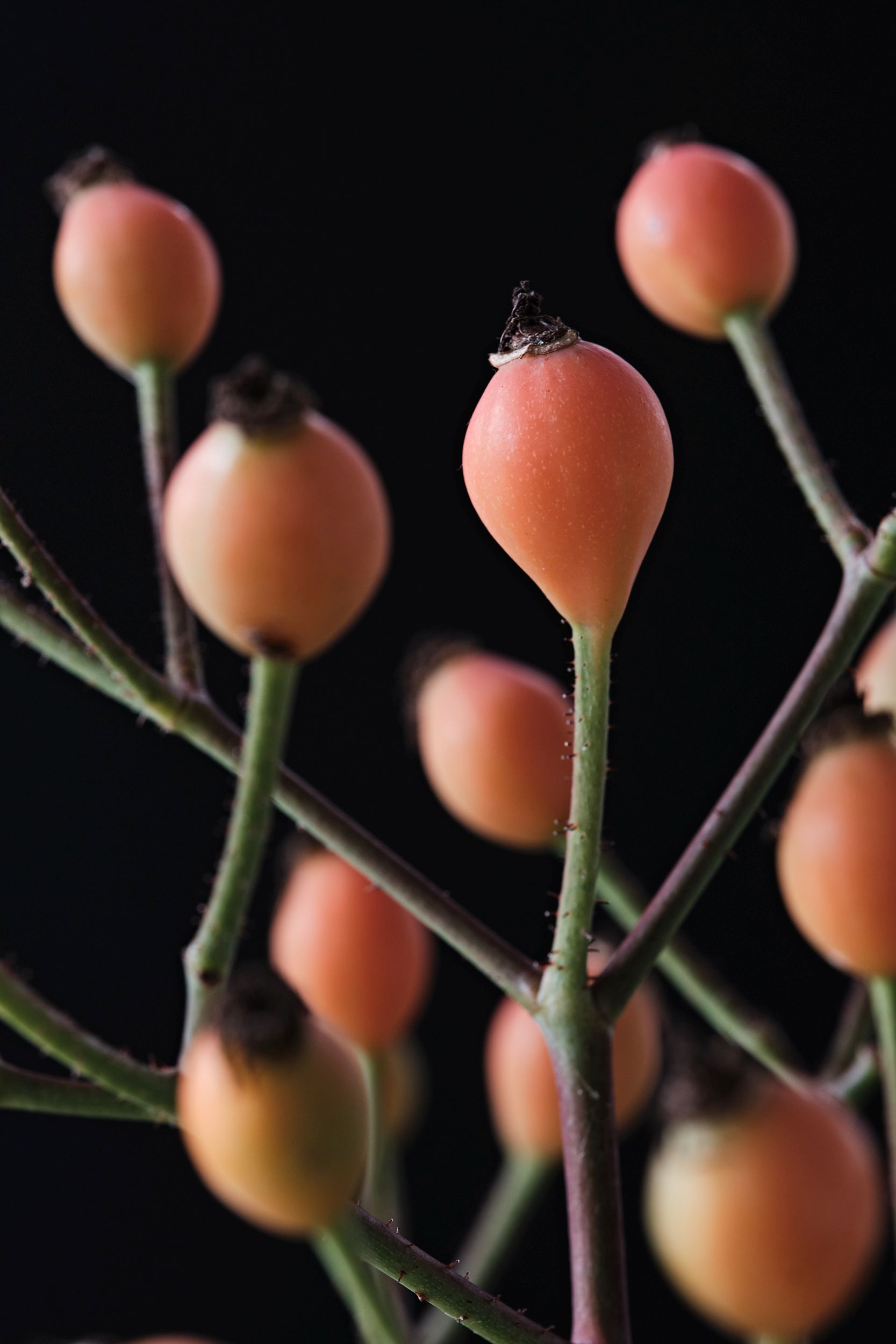 rosa_hyb._magical_miracle_-_m_detail.jpg