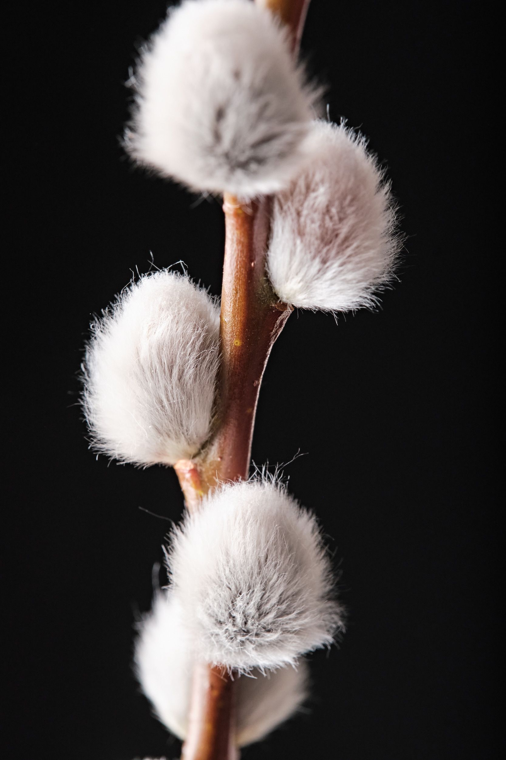 salix_magical_silver_-_m_detail.jpeg