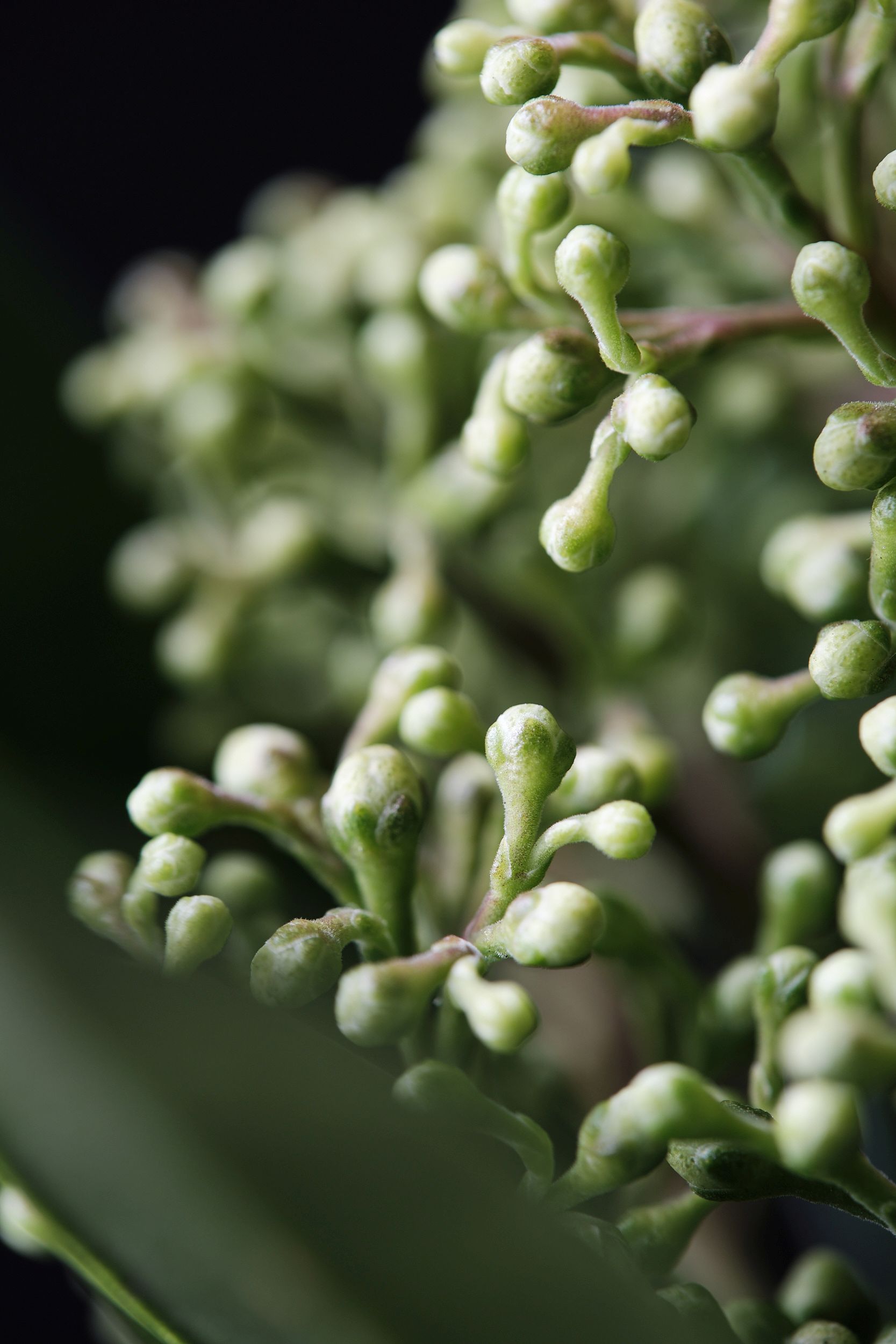 skimmia_con._kewgreen_-_m_detail.jpg