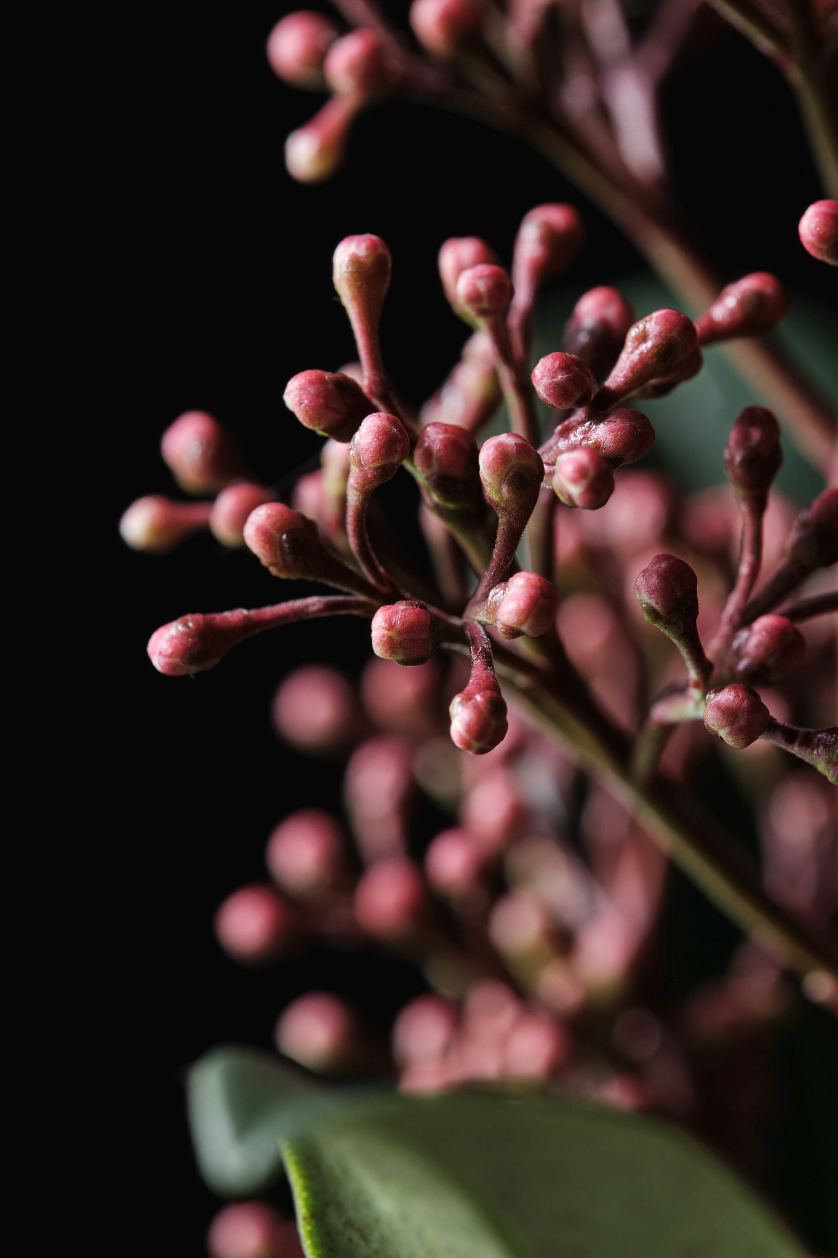 skimmia_jap._rubinetta_-_m_detail.jpg
