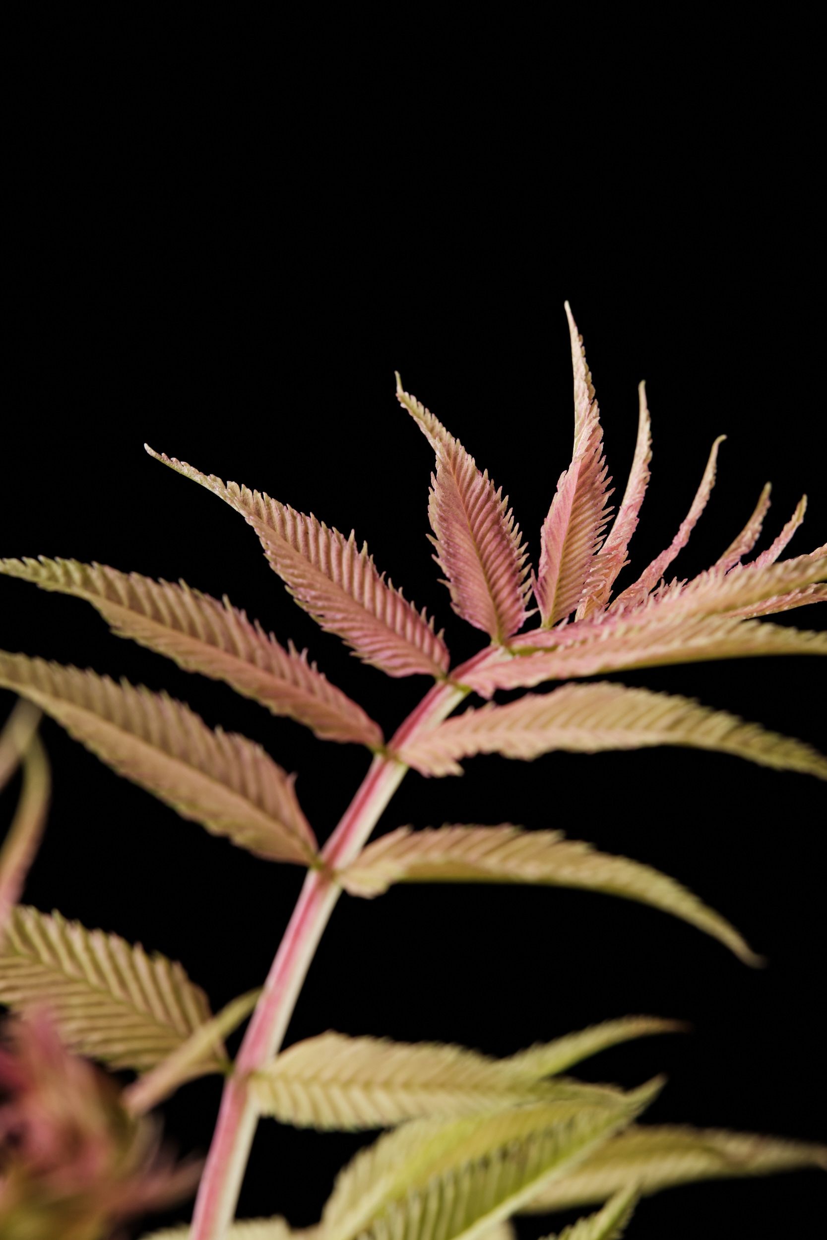 sorbaria_sorb._magical_cherry_on_top_-_m_detail.jpeg