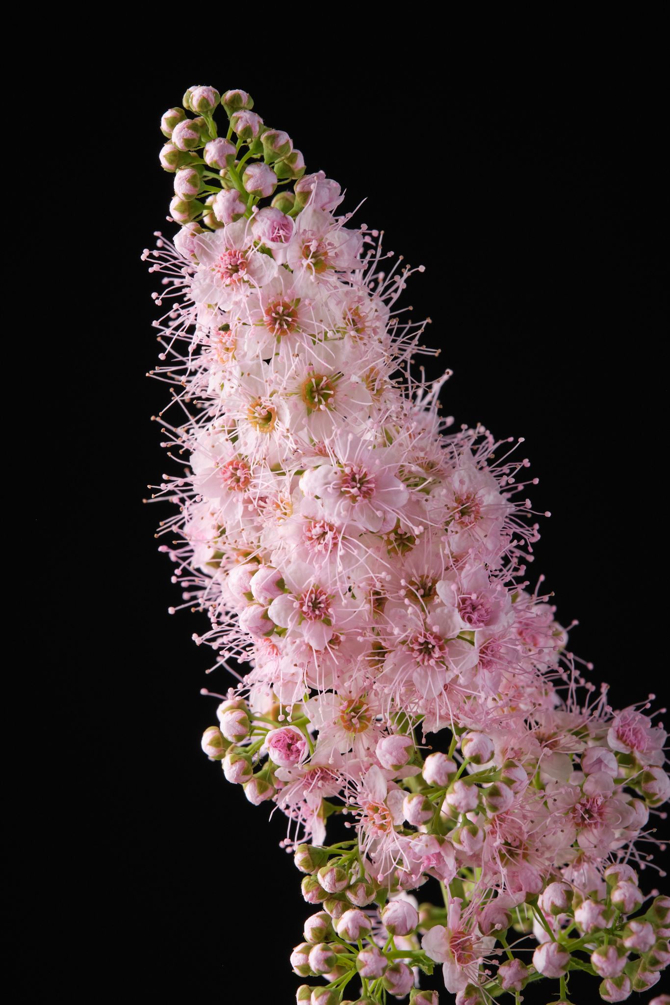 spiraea_pink_innocence_-_m_detail.jpeg