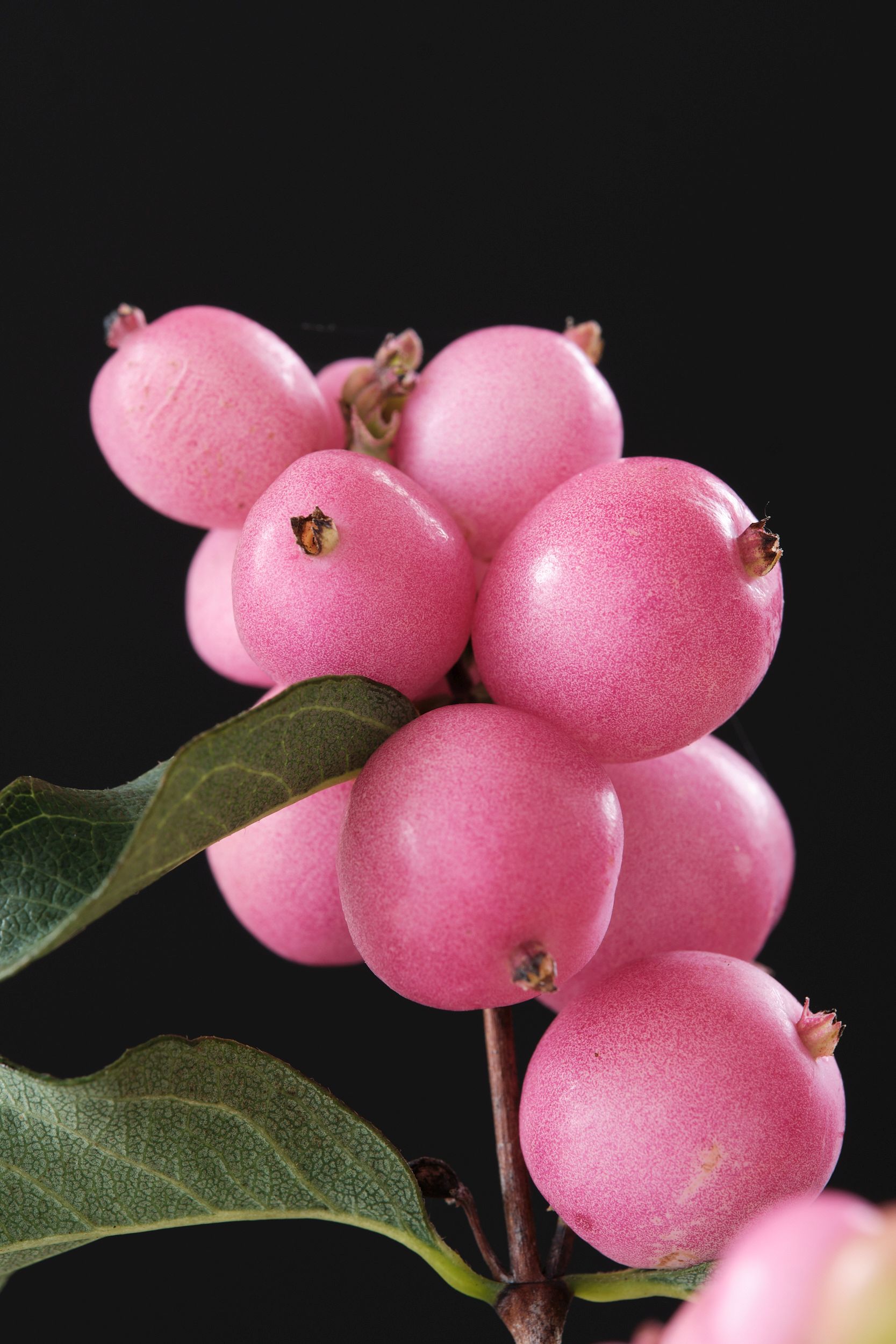 symphoricarpos_alb._magical_candy_-_m_detail.jpg
