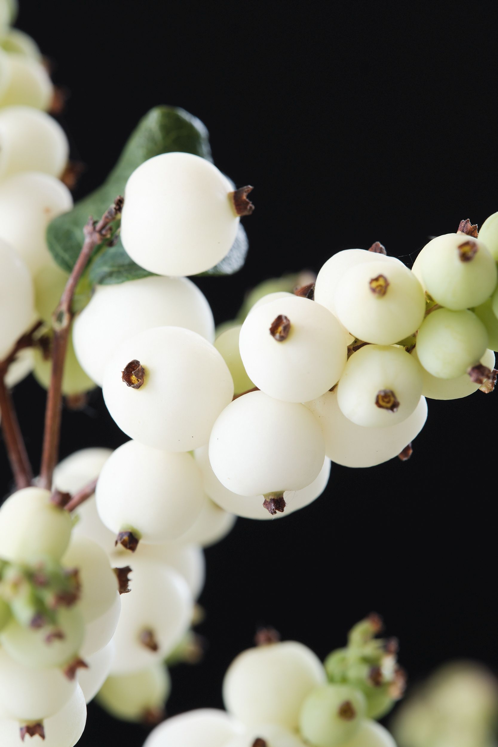 symphoricarpos_alb._magical_galaxy_-_m_detail.jpg