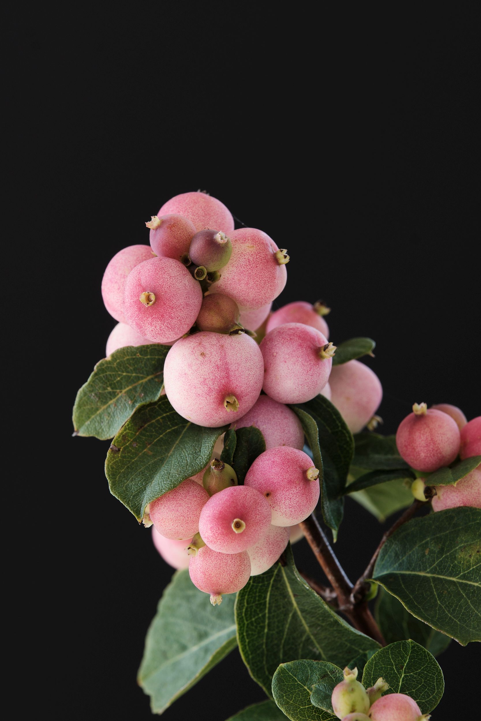 symphoricarpos_alb._magical_pink_carpet_-_m_detail.jpg