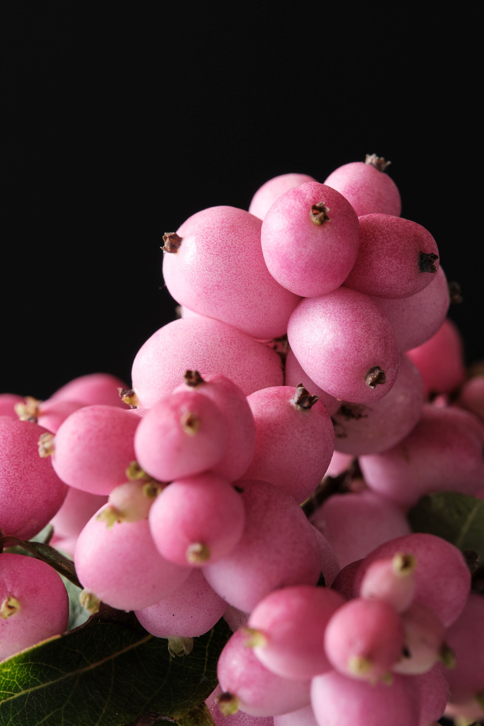 symphoricarpos_alb._magical_pink_cushion_-_m_detail.jpg