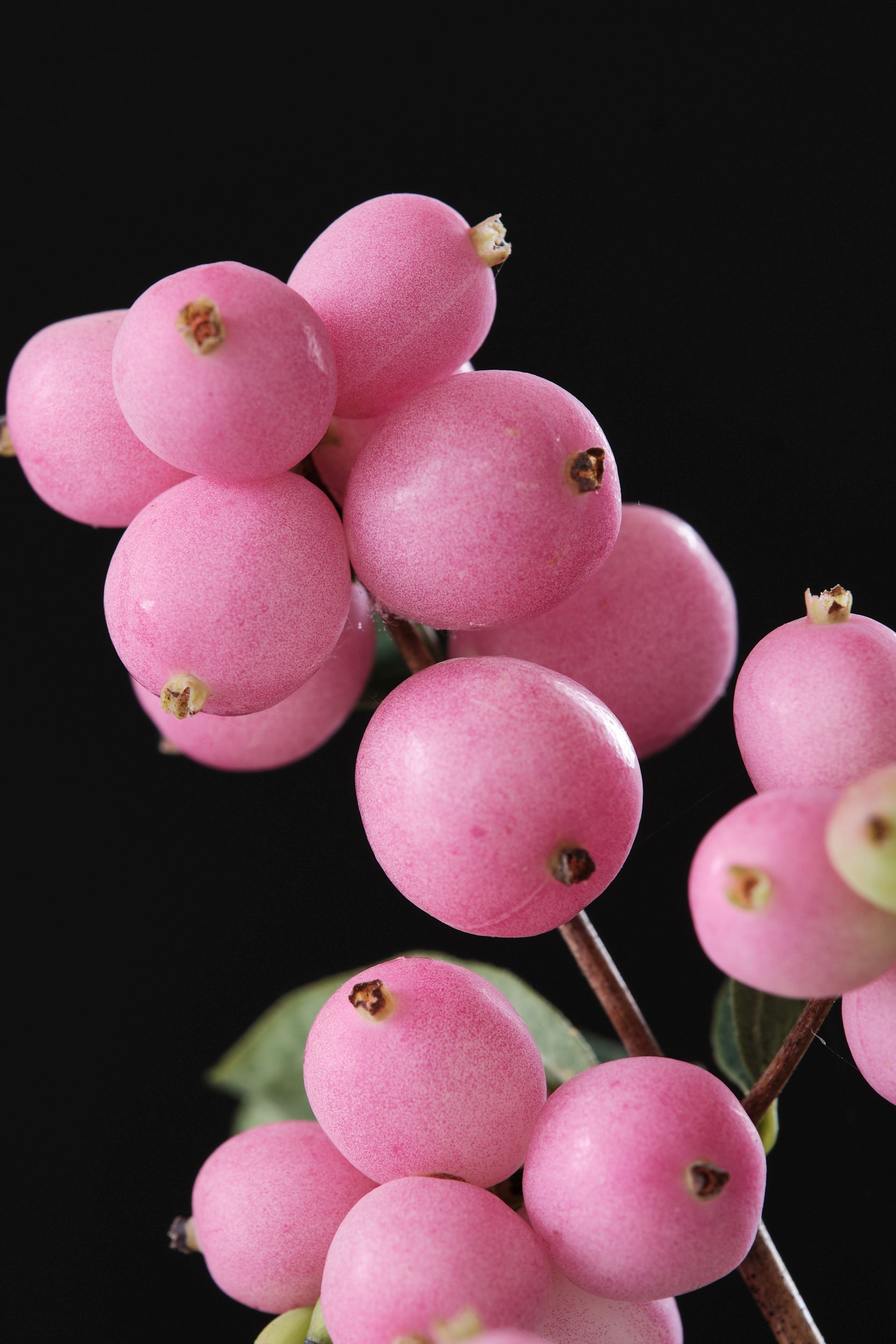 symphoricarpos_alb._magical_sweet_-_m_detail.jpg