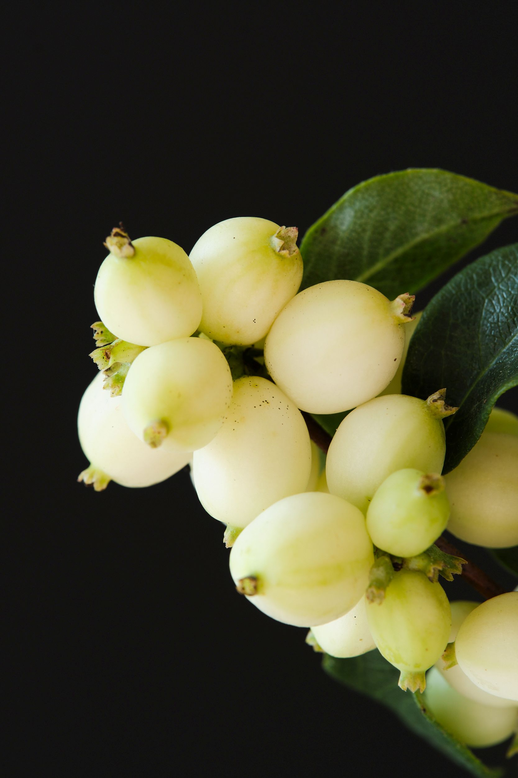 symphoricarpos_albus_magical_green_falls_-_m_detail.jpg
