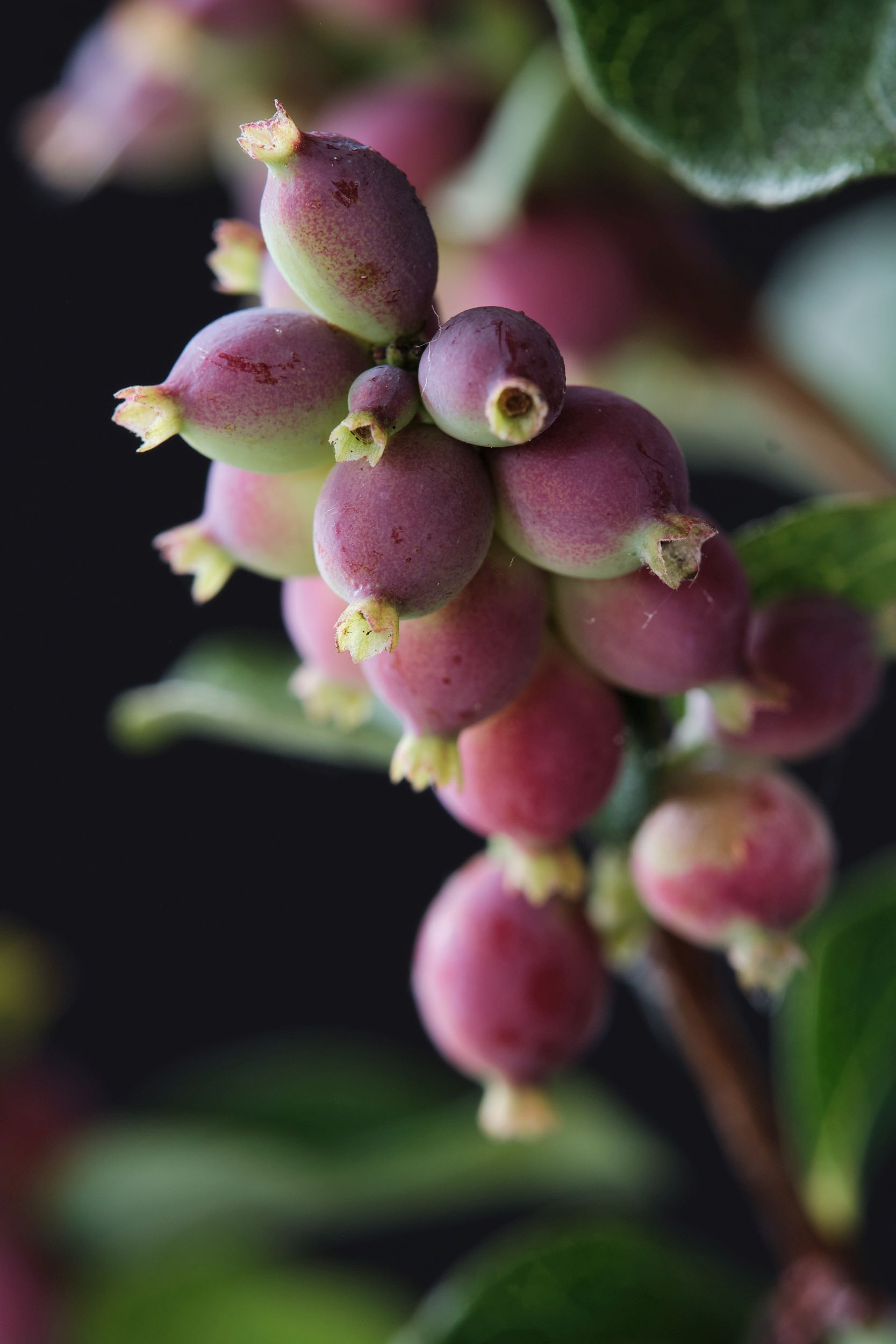 symphoricarpos_albus_magical_temptation_-_m_detail.jpg