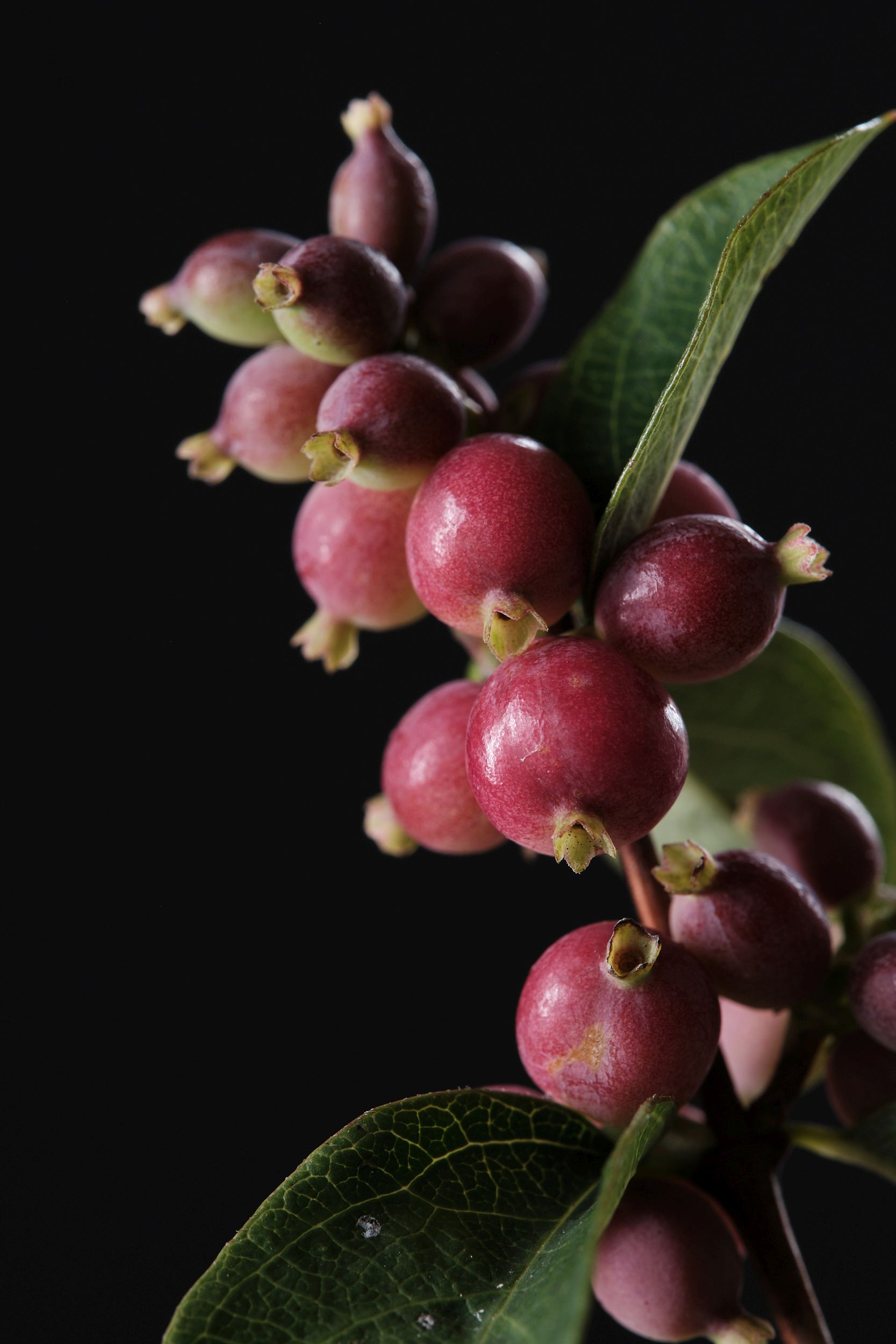 symphoricarpos_albus_magical_treasure_-_m_detail.jpg
