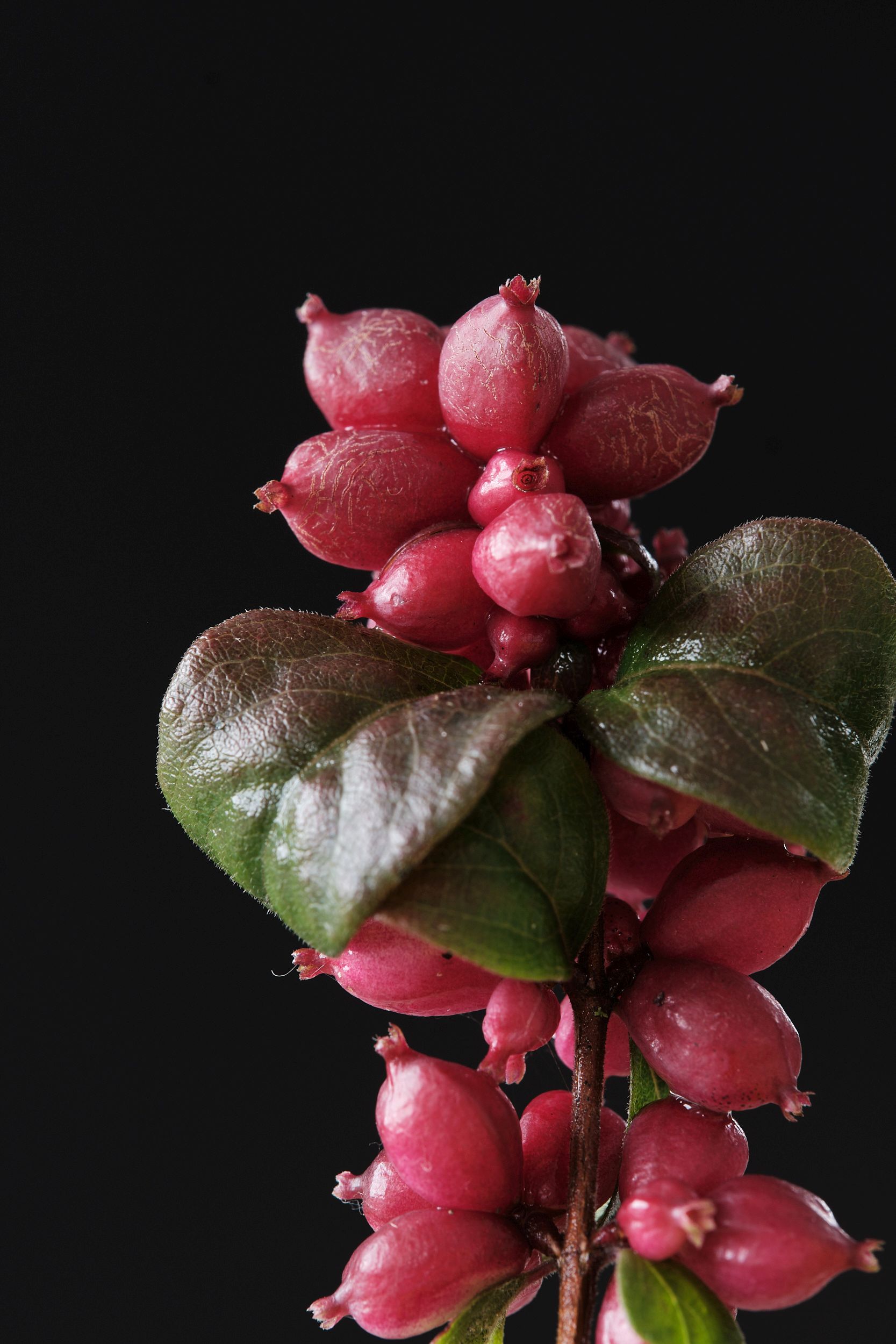 symphoricarpos_orb._magical_winterberry_-_m_detail.jpg