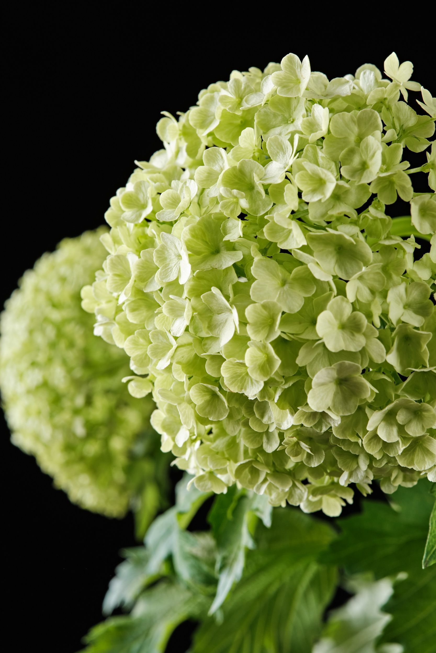 viburnum_op._roseum_-_m_detail_1.jpeg